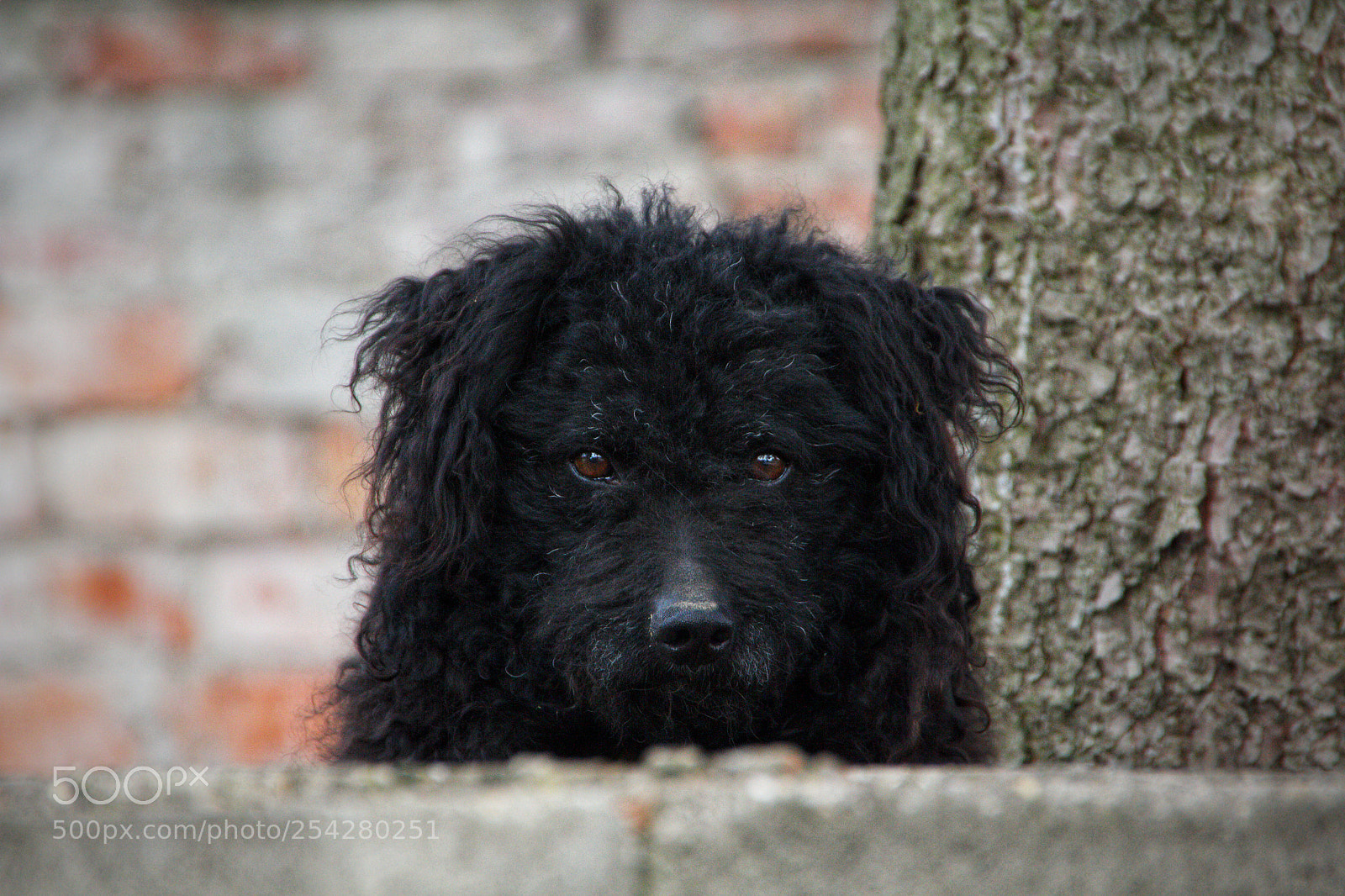 Canon EOS 550D (EOS Rebel T2i / EOS Kiss X4) sample photo. Black dog photography