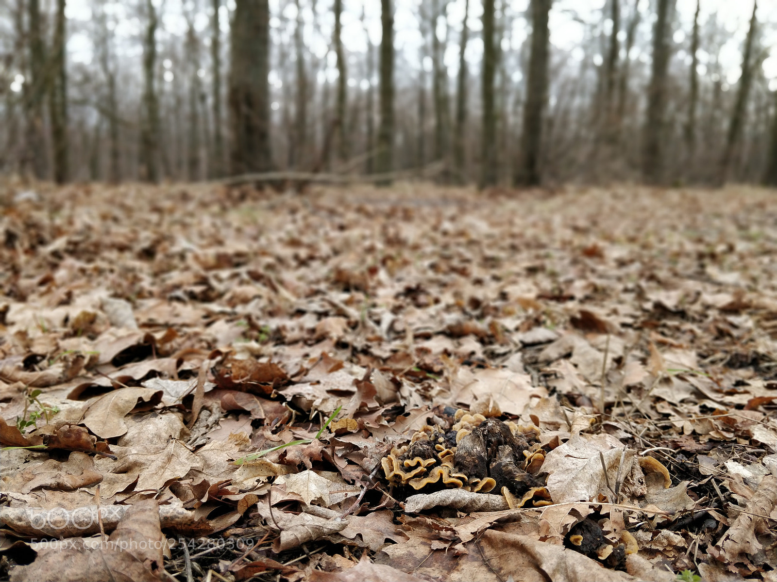 OnePlus 5T sample photo. Just a forest near photography
