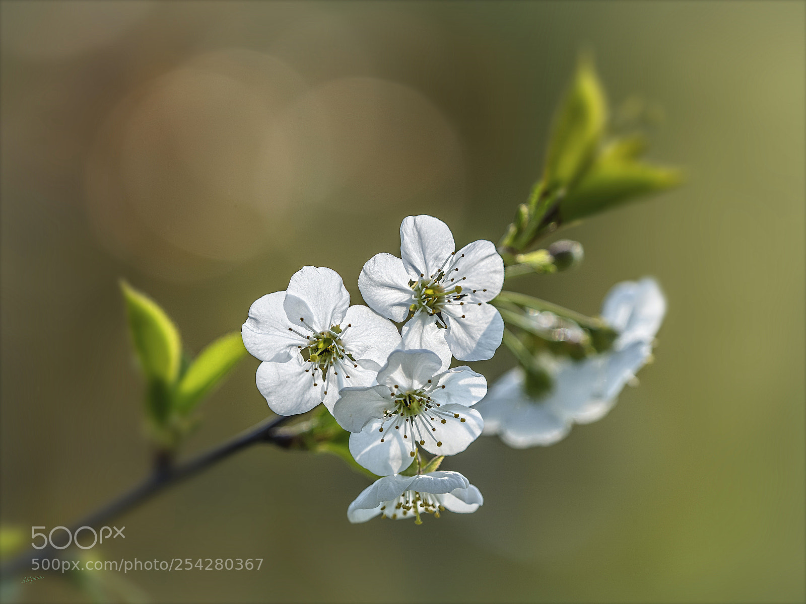 Olympus OM-D E-M1 Mark II sample photo. Cherry blossom photography