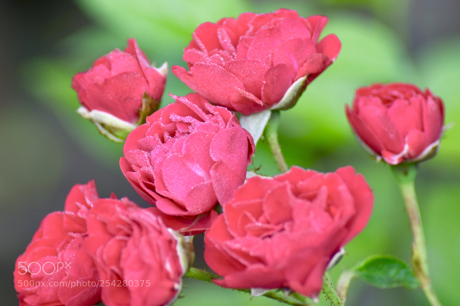 Nikon D5300 sample photo. Roses photography