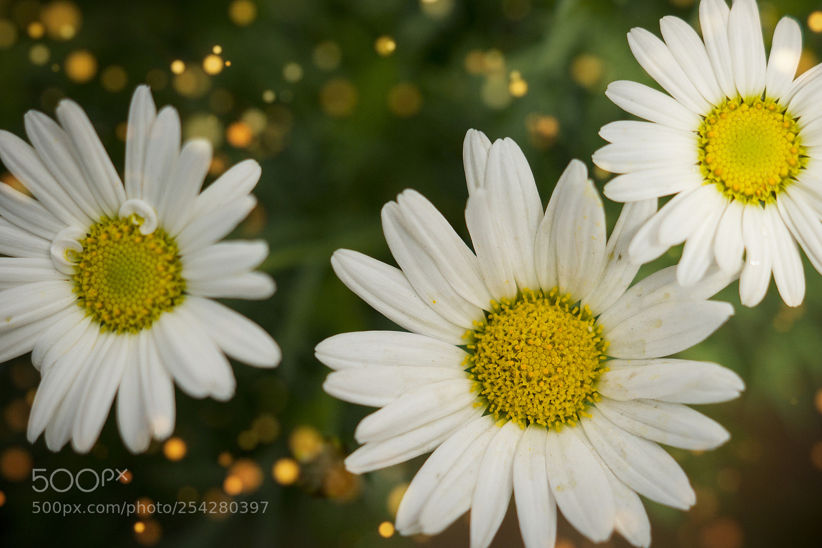 Sony SLT-A57 sample photo. Sweet and delicate daisies! photography