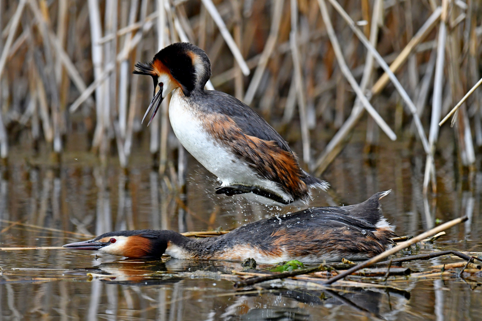 Nikon AF-S Nikkor 600mm F4G ED VR sample photo. Great crested grebe photography