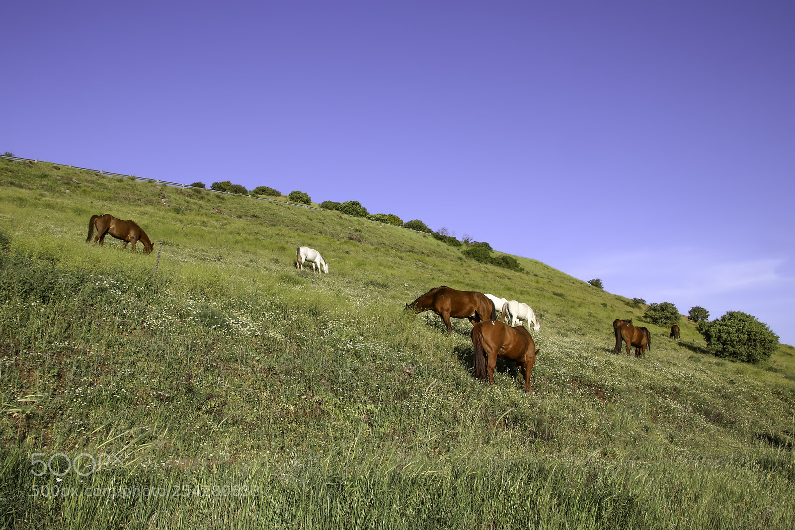 Canon EOS 80D sample photo. Horses graze on a photography
