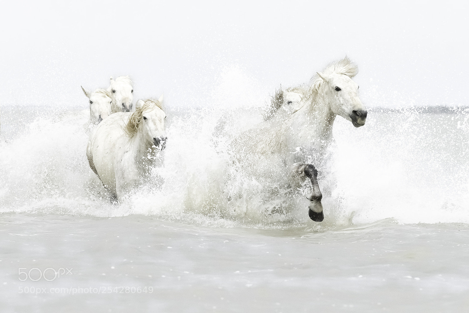 Nikon D810 sample photo. Wild horses riding on photography