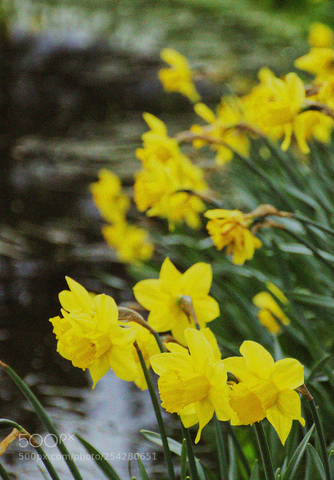 Nikon D5100 sample photo. Daffodils at the national photography