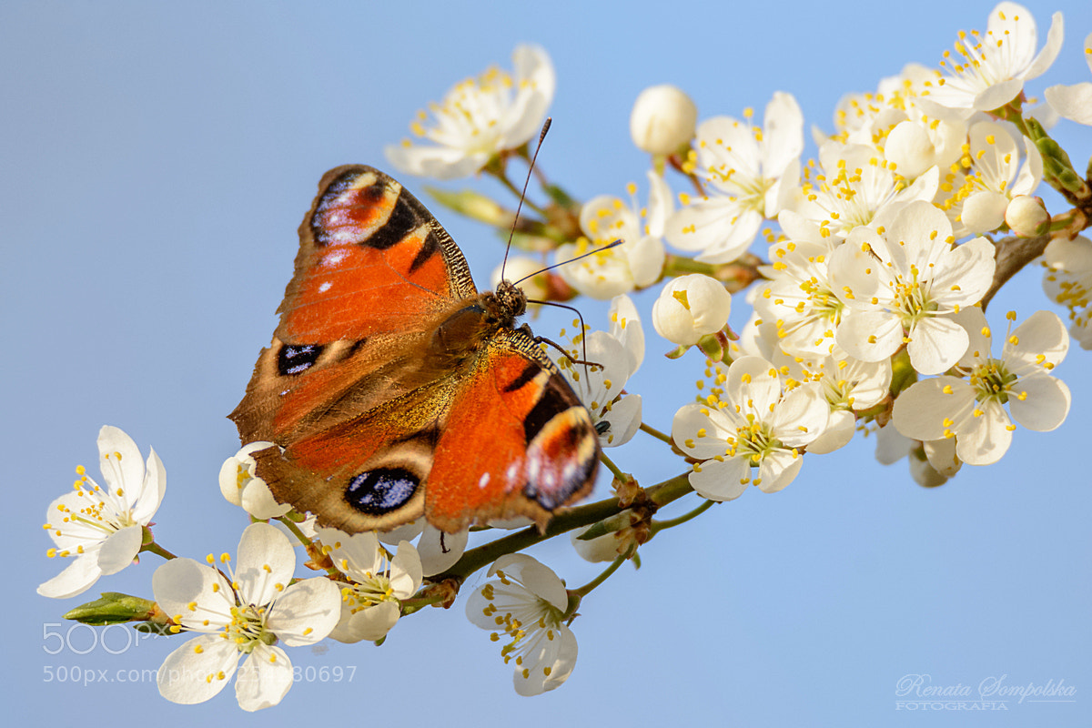 Nikon D7100 sample photo. Rusa ka pawik aglais photography