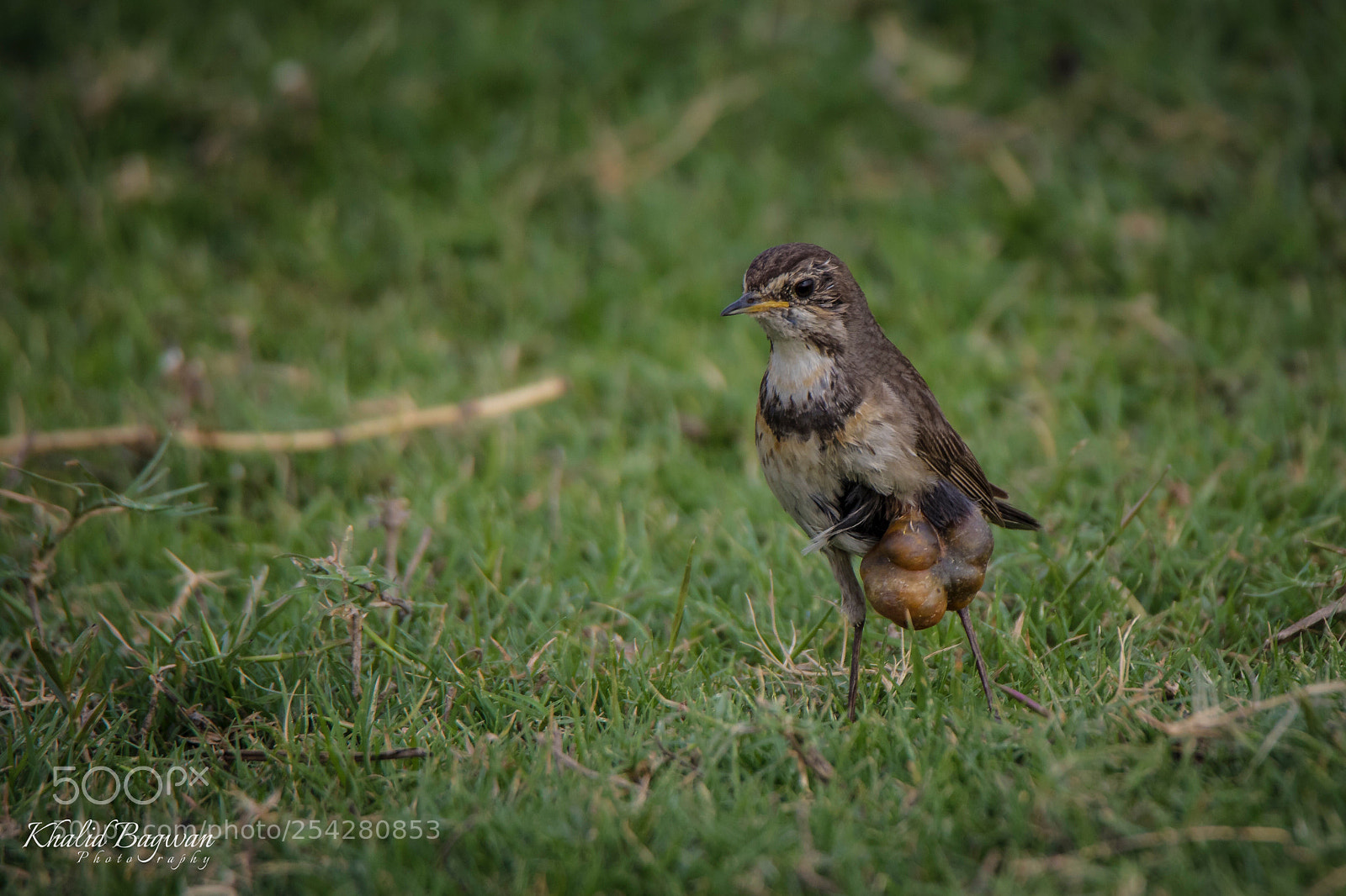 Canon EOS 7D Mark II sample photo. Blue throated facing some photography