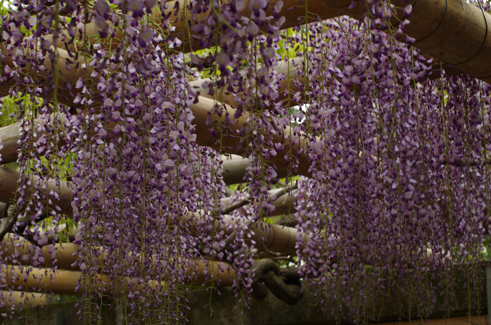 Pentax K-30 sample photo. Wisteria trellis photography