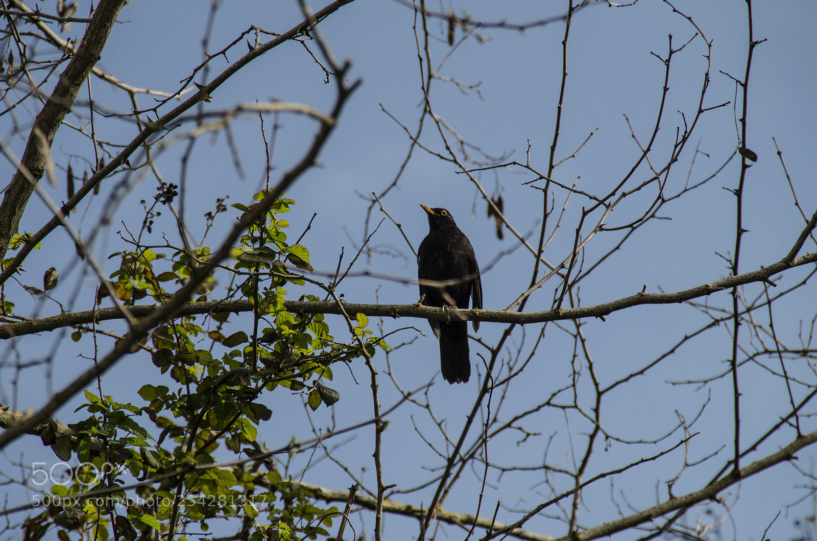 Pentax K-30 sample photo. Merlo photography