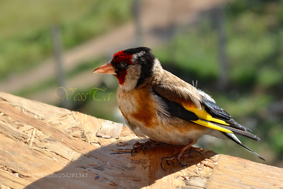 Nikon D5100 sample photo. Bird baby photography