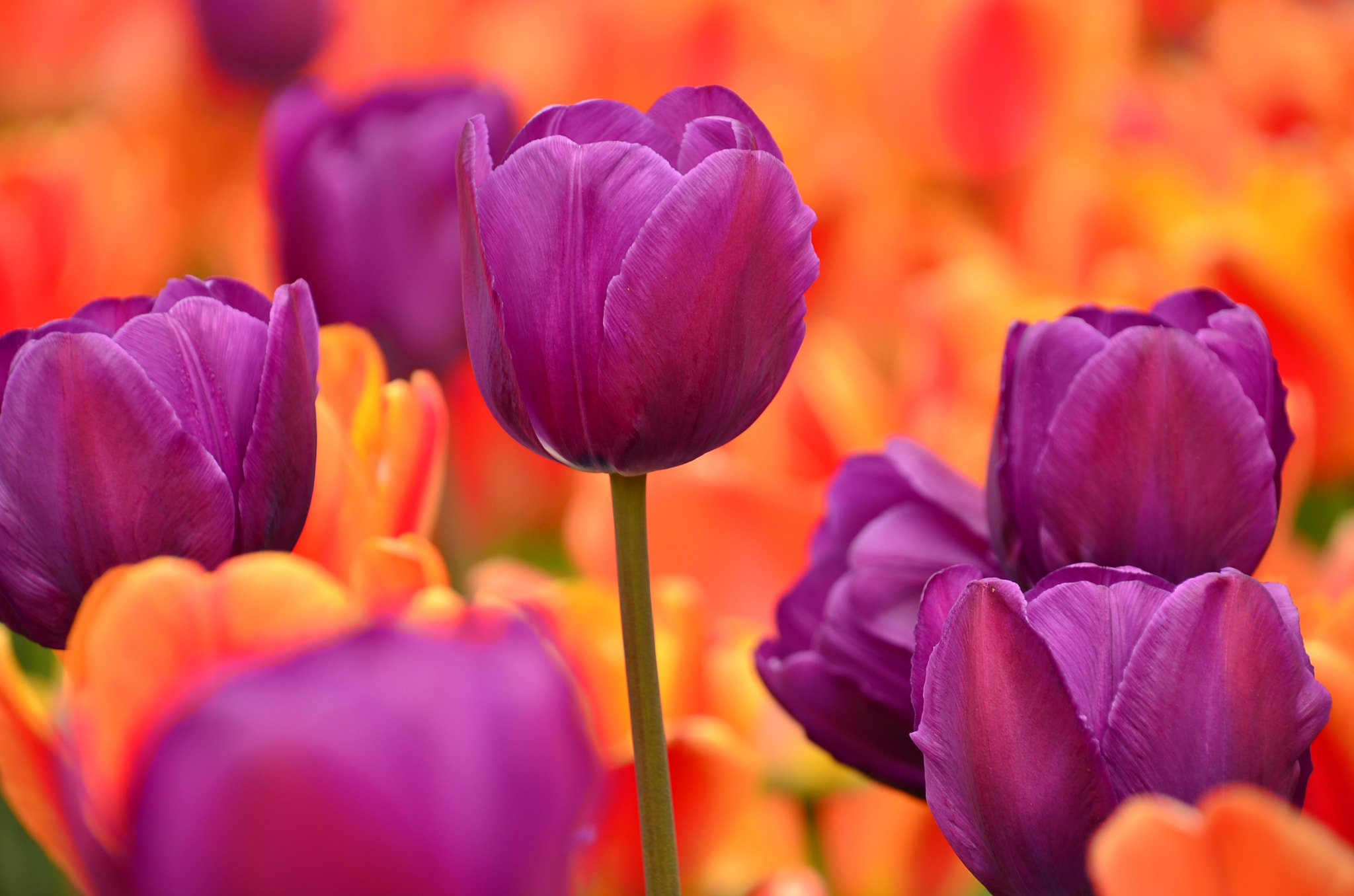 Nikon D7000 sample photo. Tulips photography