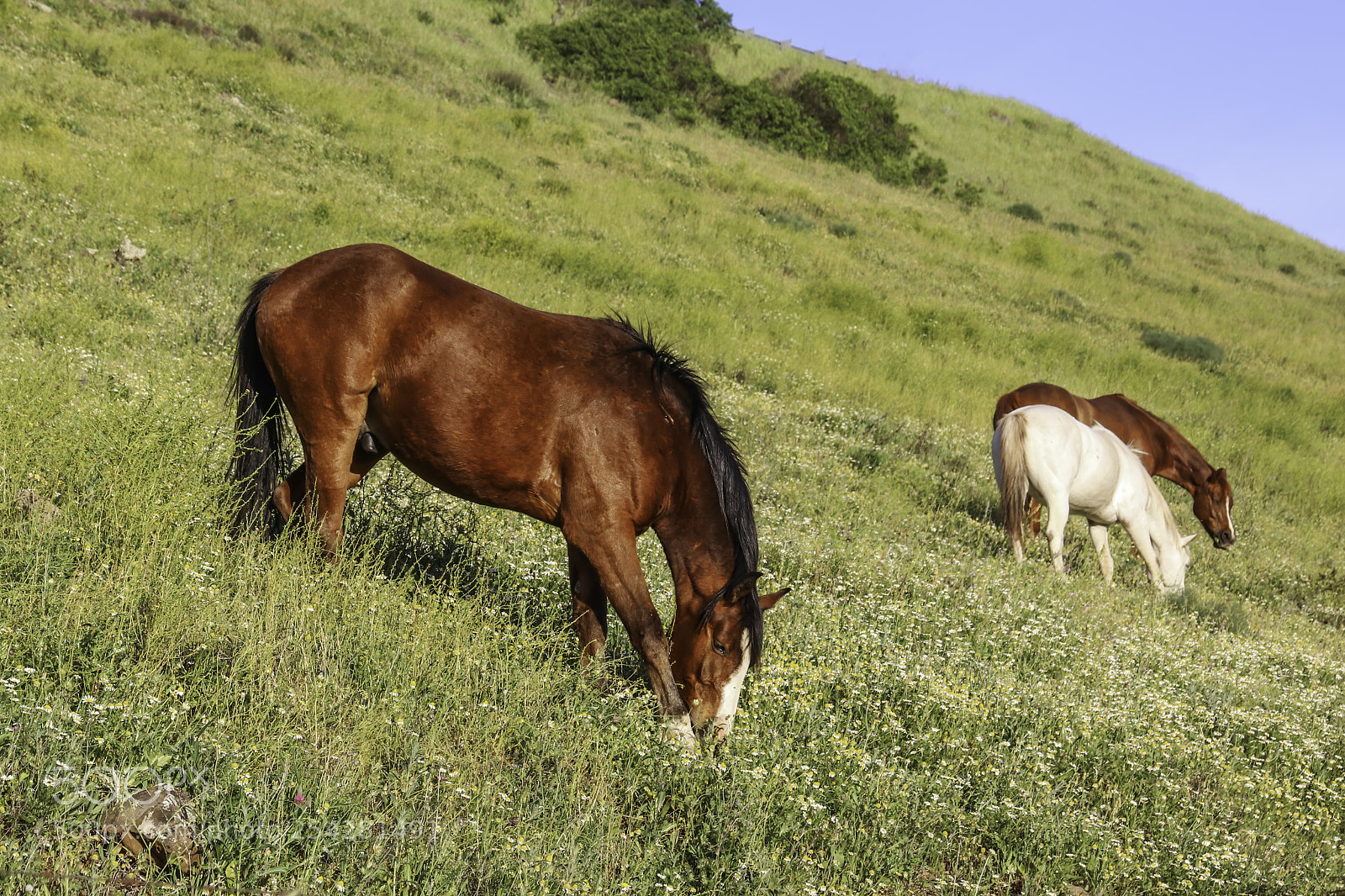 Canon EOS 80D sample photo. Horses graze on a photography