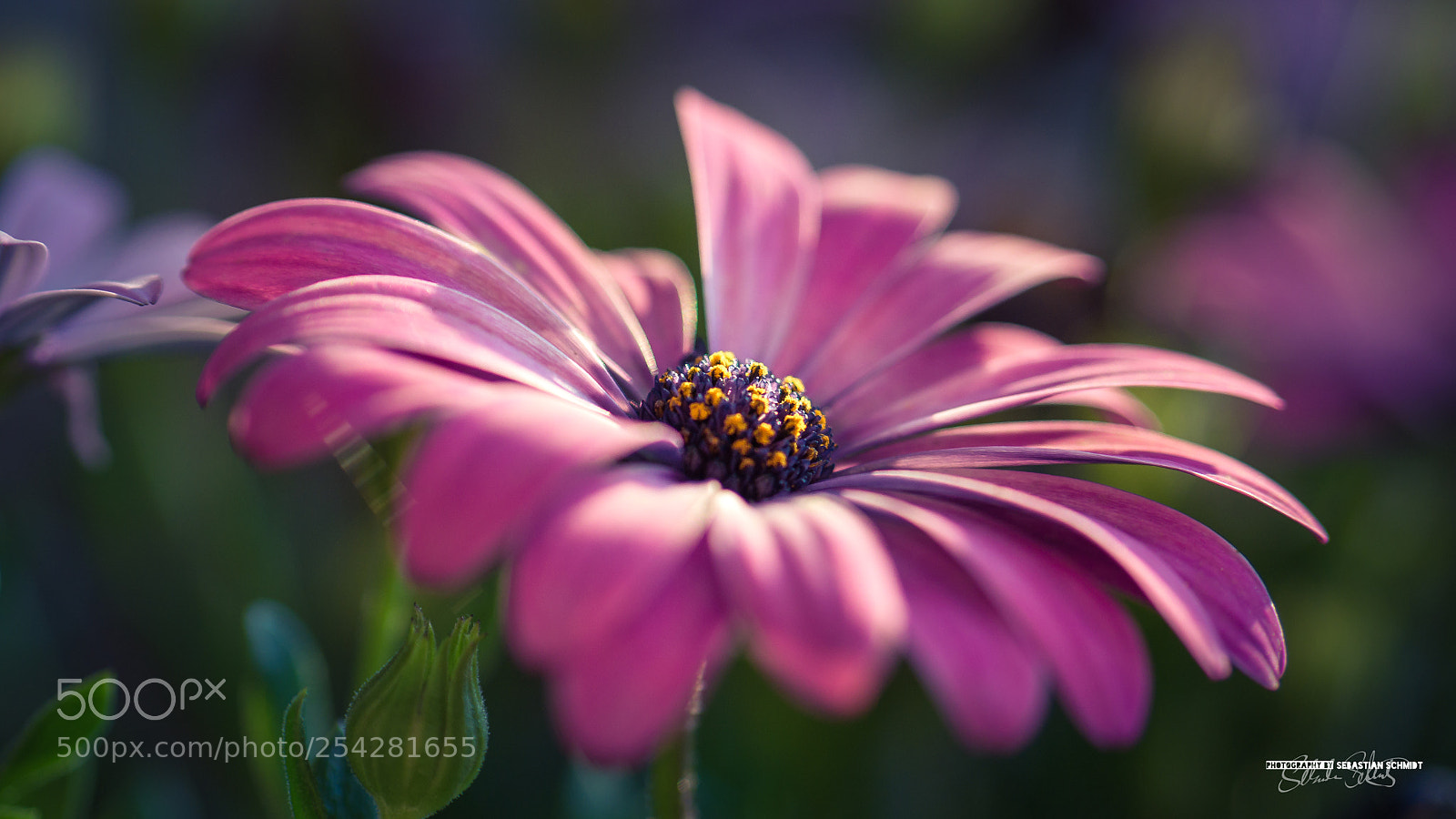 Panasonic Lumix DMC-G6 sample photo. Flower photography
