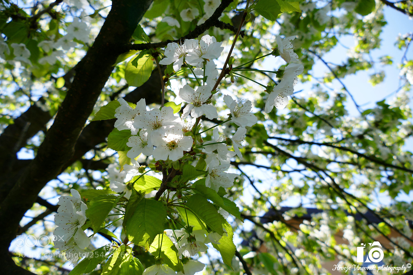 Panasonic Lumix DMC-FZ1000 sample photo. Cherry blossom photography