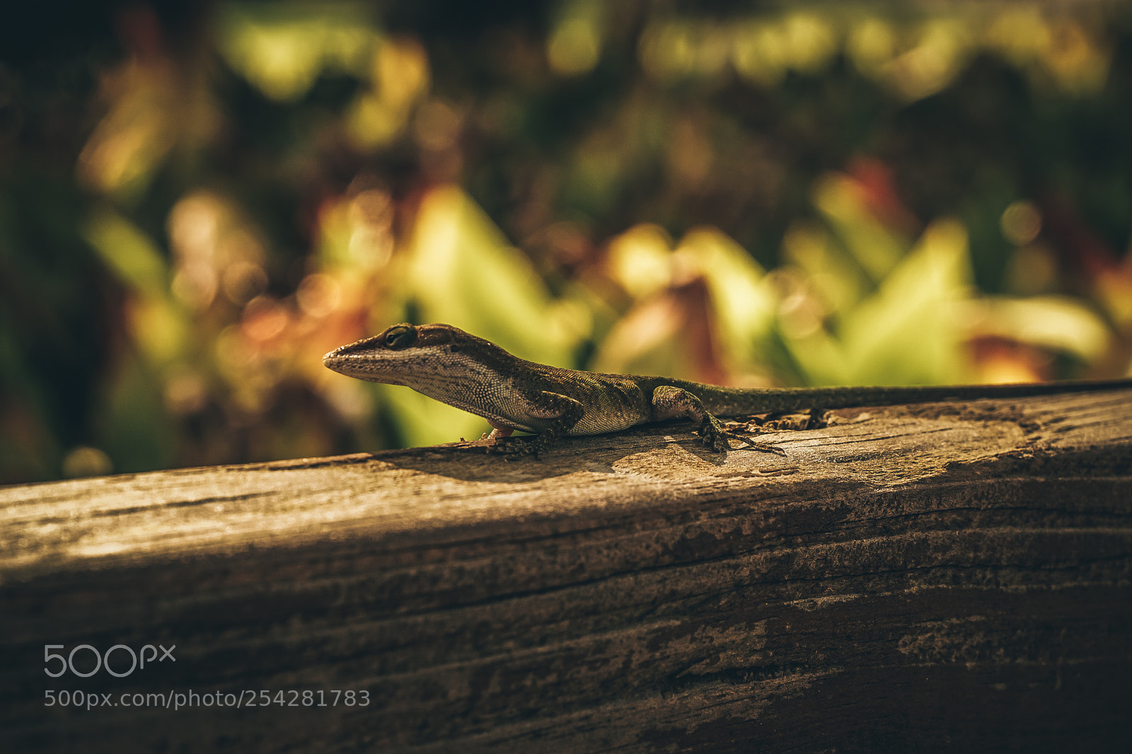 Sony a6000 sample photo. Warm slither photography