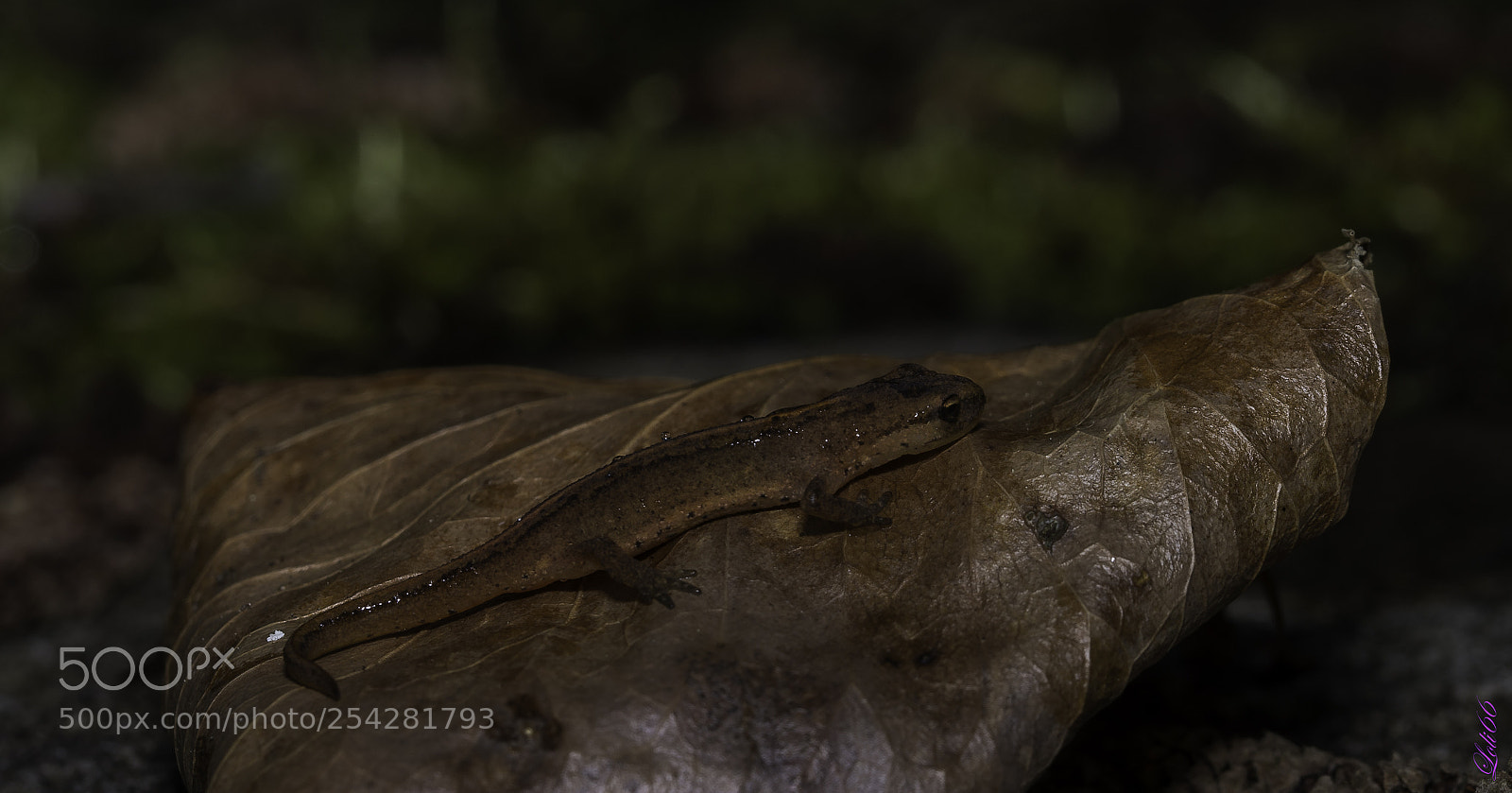 Nikon D7200 sample photo. Tritón photography