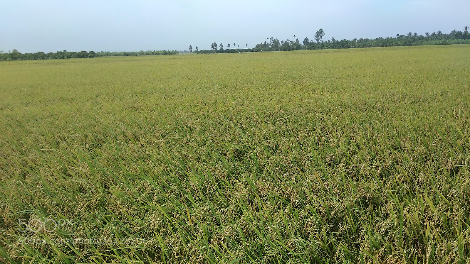 Xiaomi Redmi Note 4 sample photo. Rice field photography