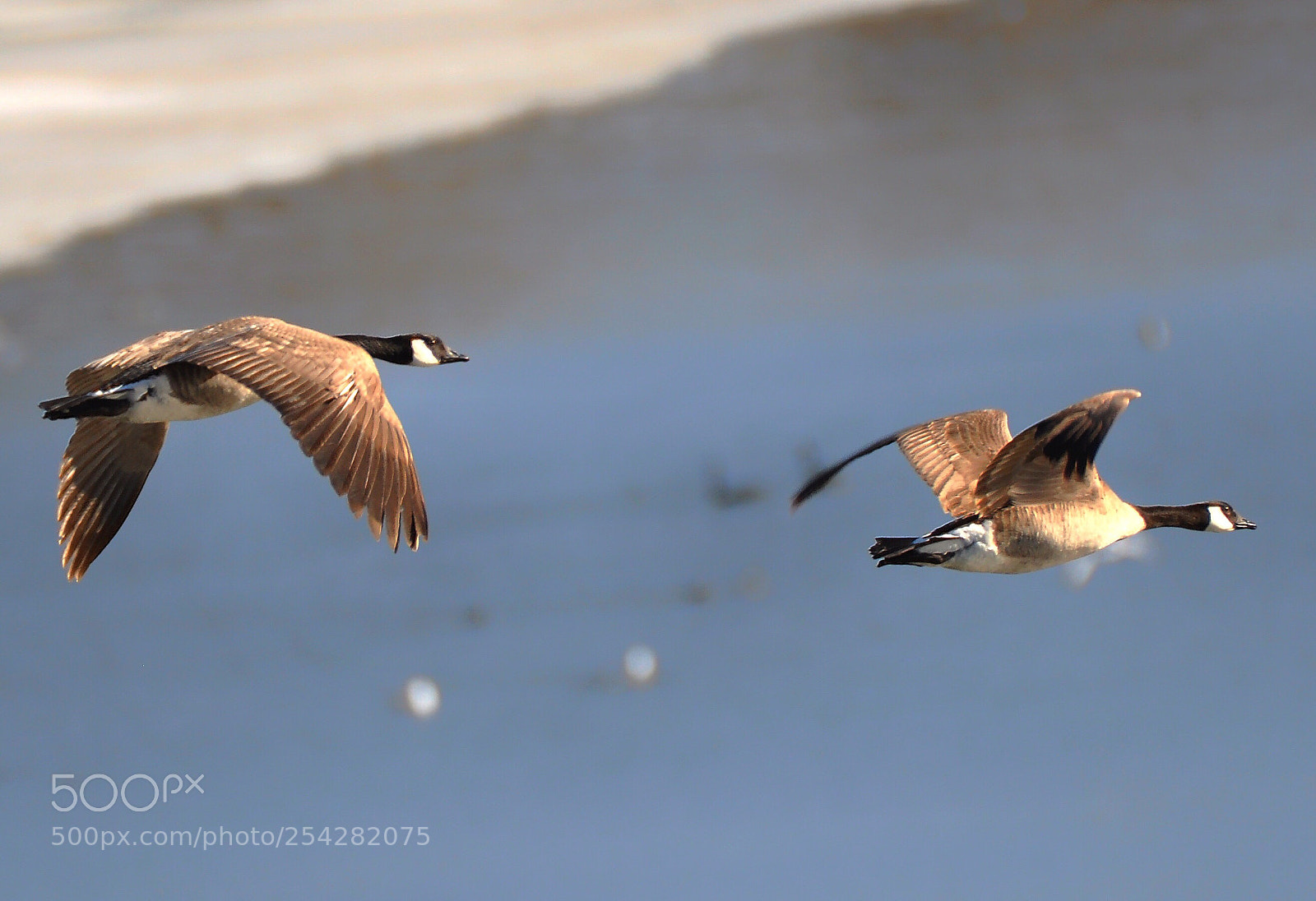 Nikon D90 sample photo. Flight  photography