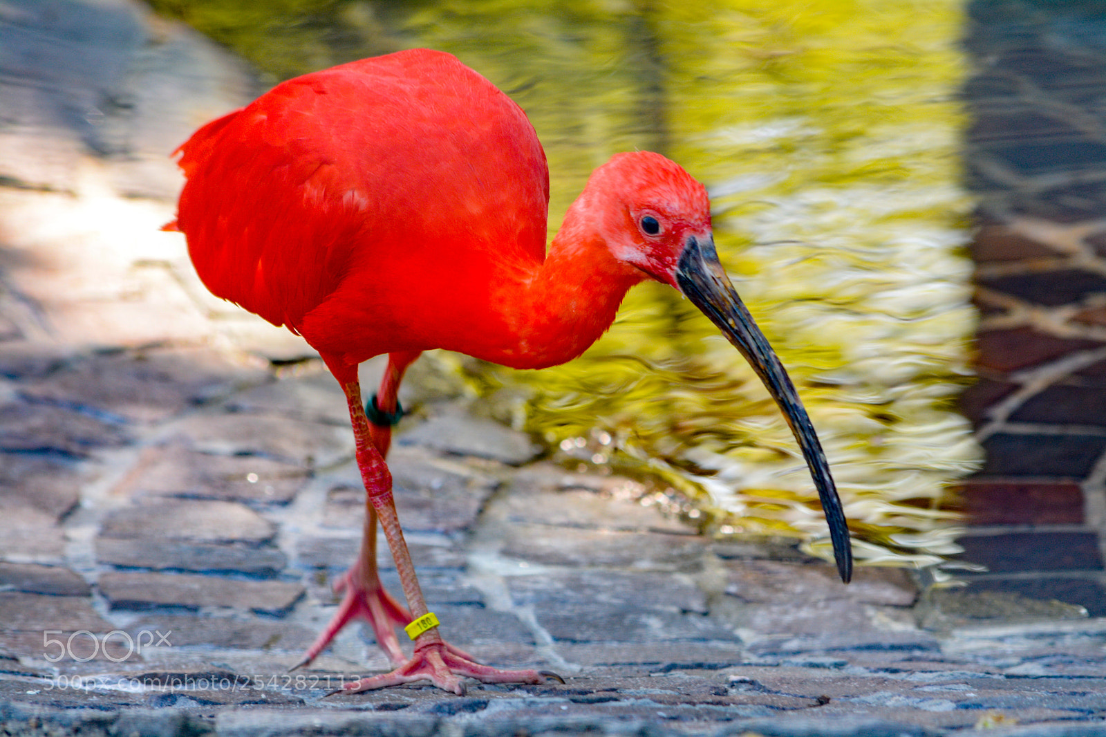 Nikon D7100 sample photo. Lady in red?! photography