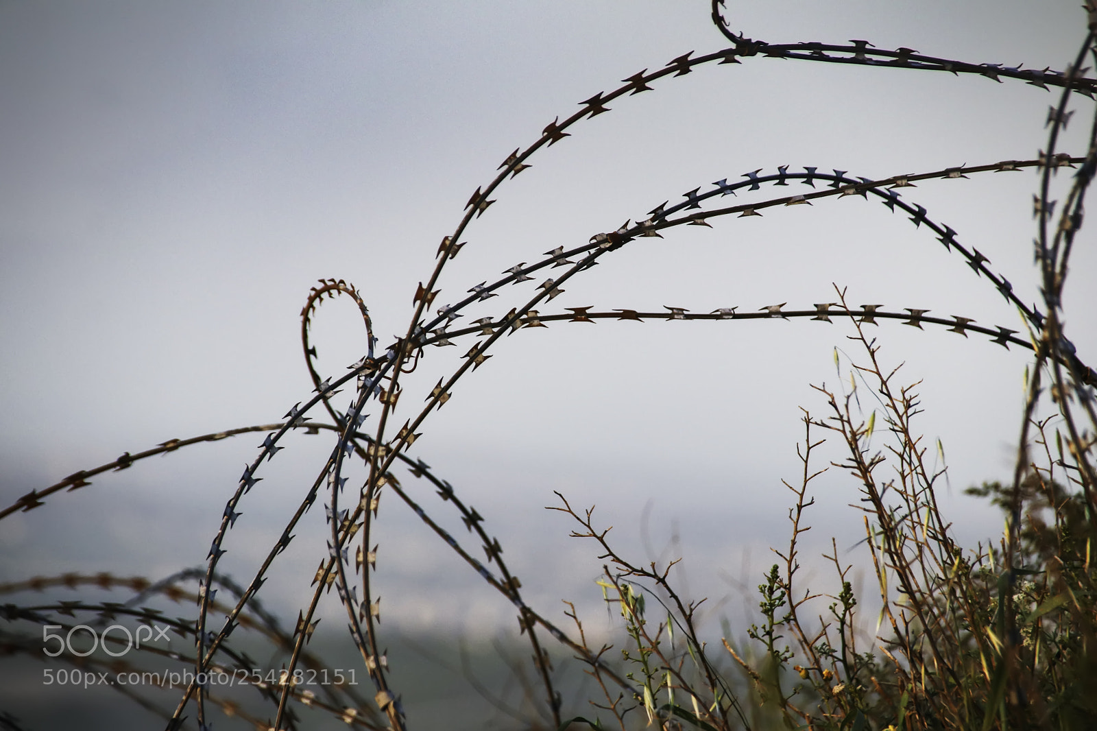 Canon EOS 80D sample photo. Vegetation and barbed wire photography