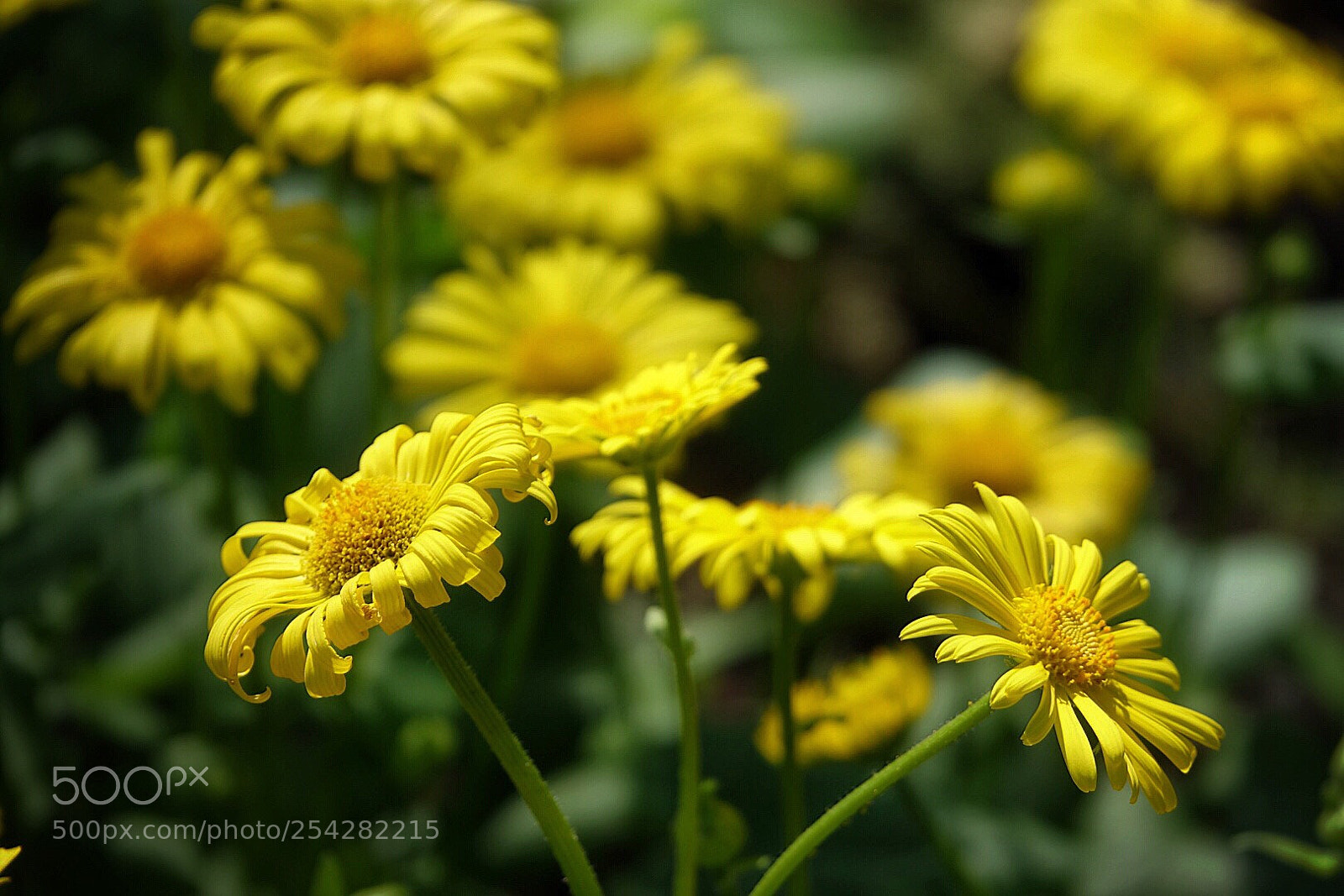 Sony Cyber-shot DSC-RX10 III sample photo. Yellow flowers photography