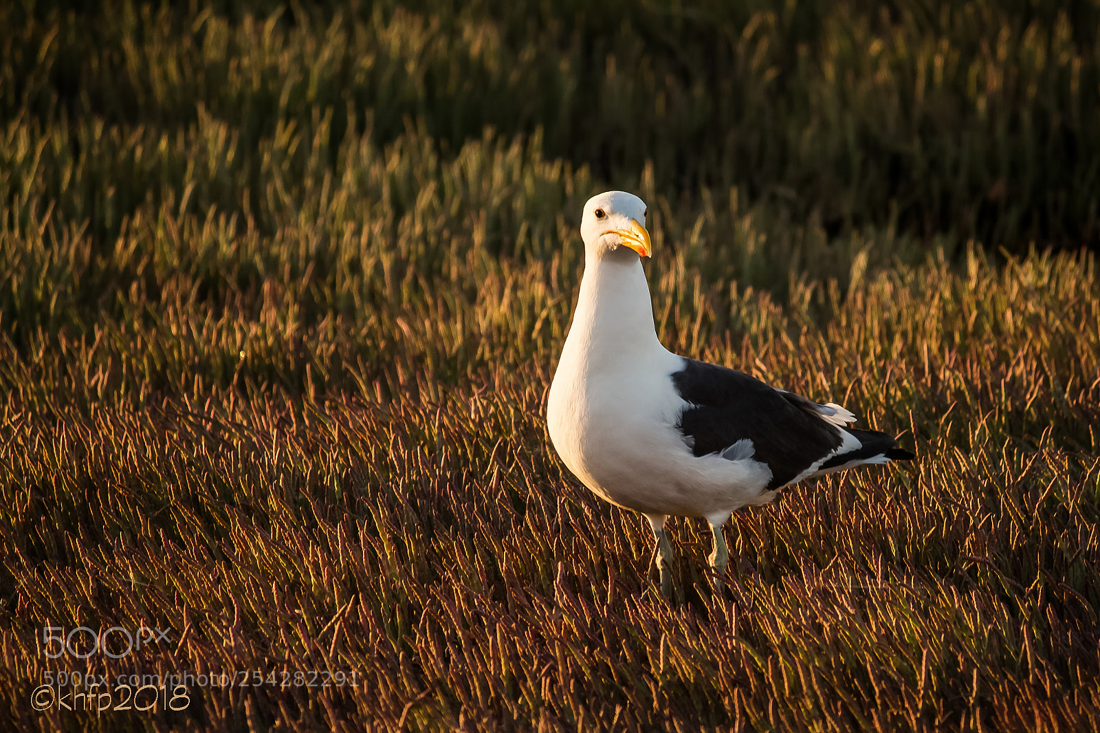 Canon EOS 650D (EOS Rebel T4i / EOS Kiss X6i) sample photo. Kelp gull photography