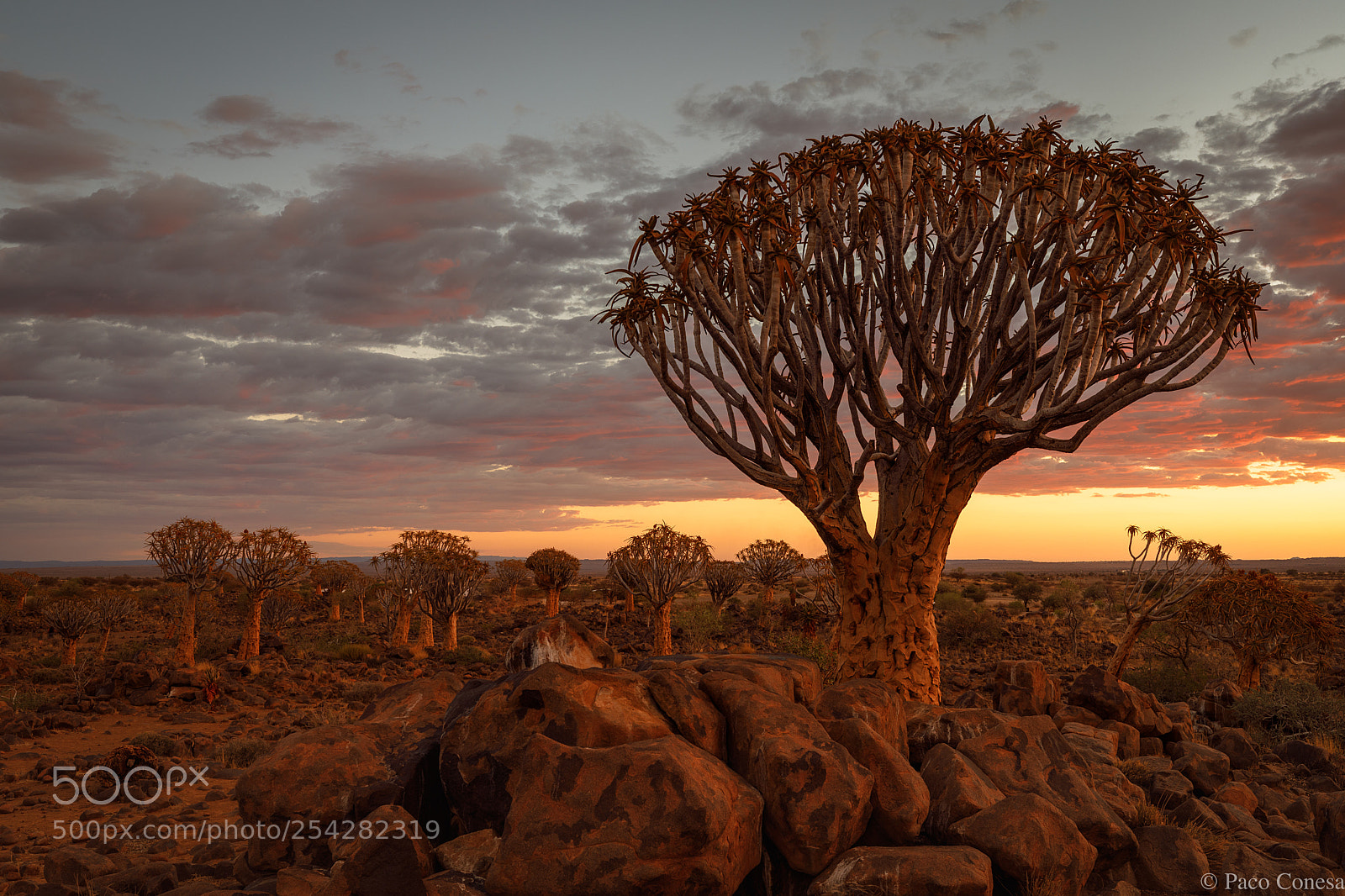 Canon EOS 5D Mark IV sample photo. The quiver forest tree photography