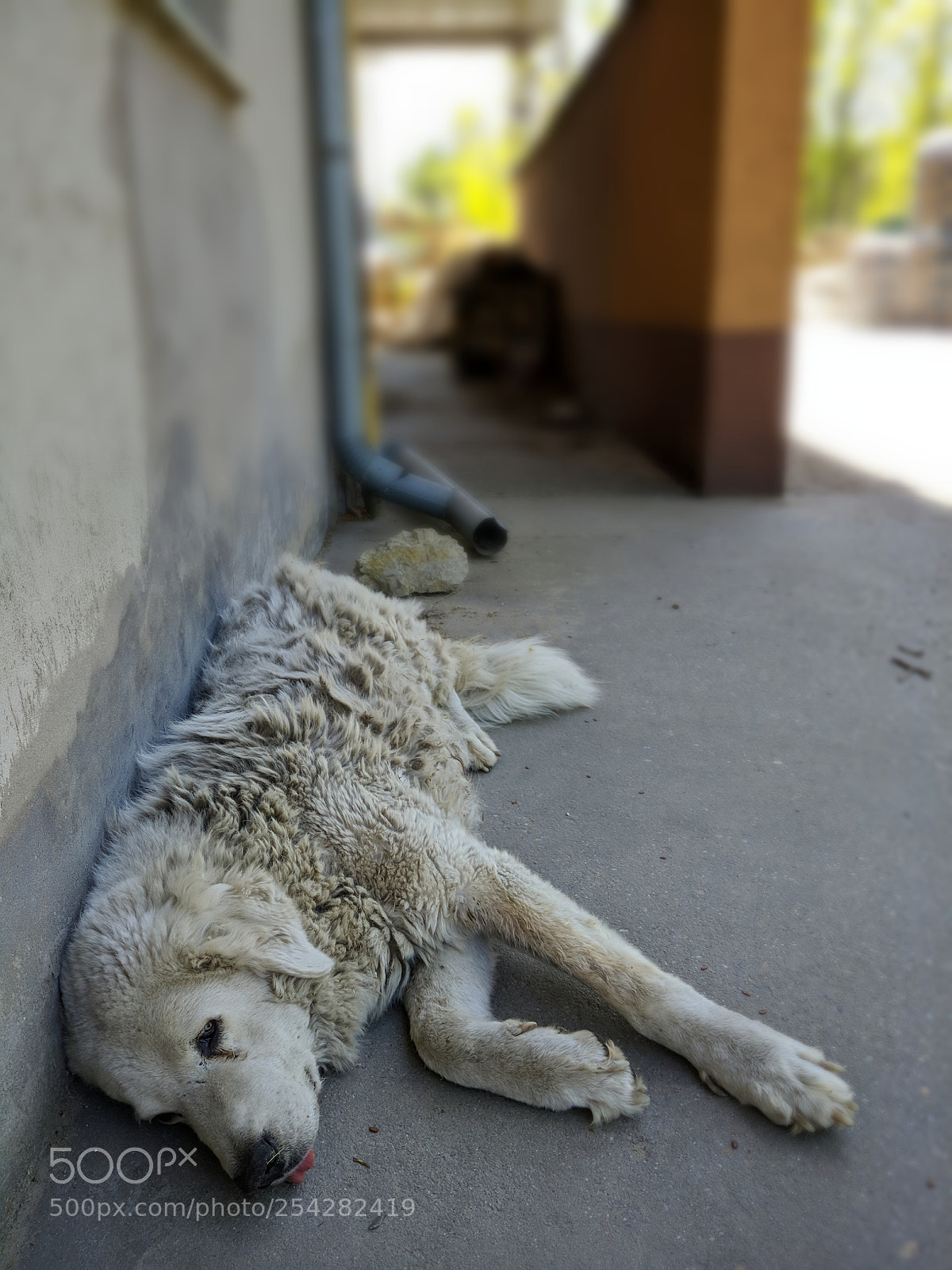 LG G6 sample photo. The last guardian photography