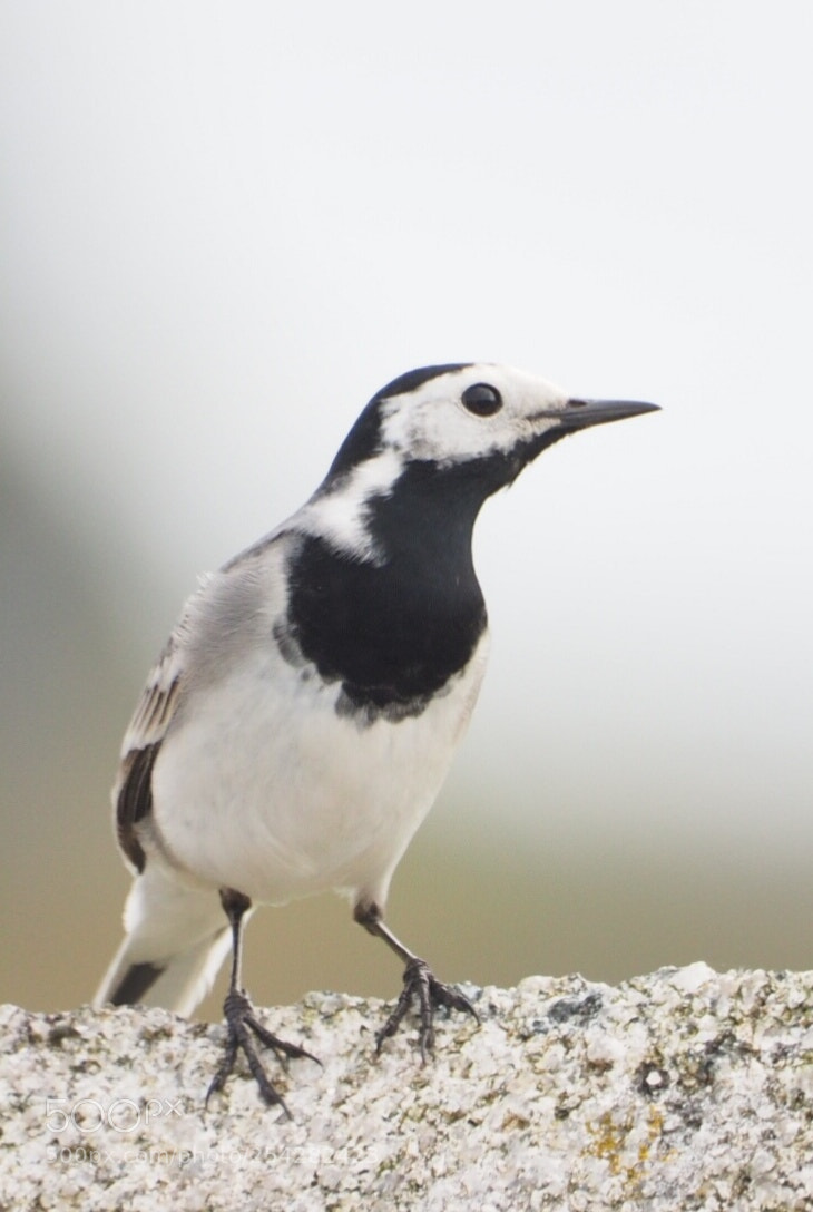 Olympus OM-D E-M1 sample photo. Birds photography