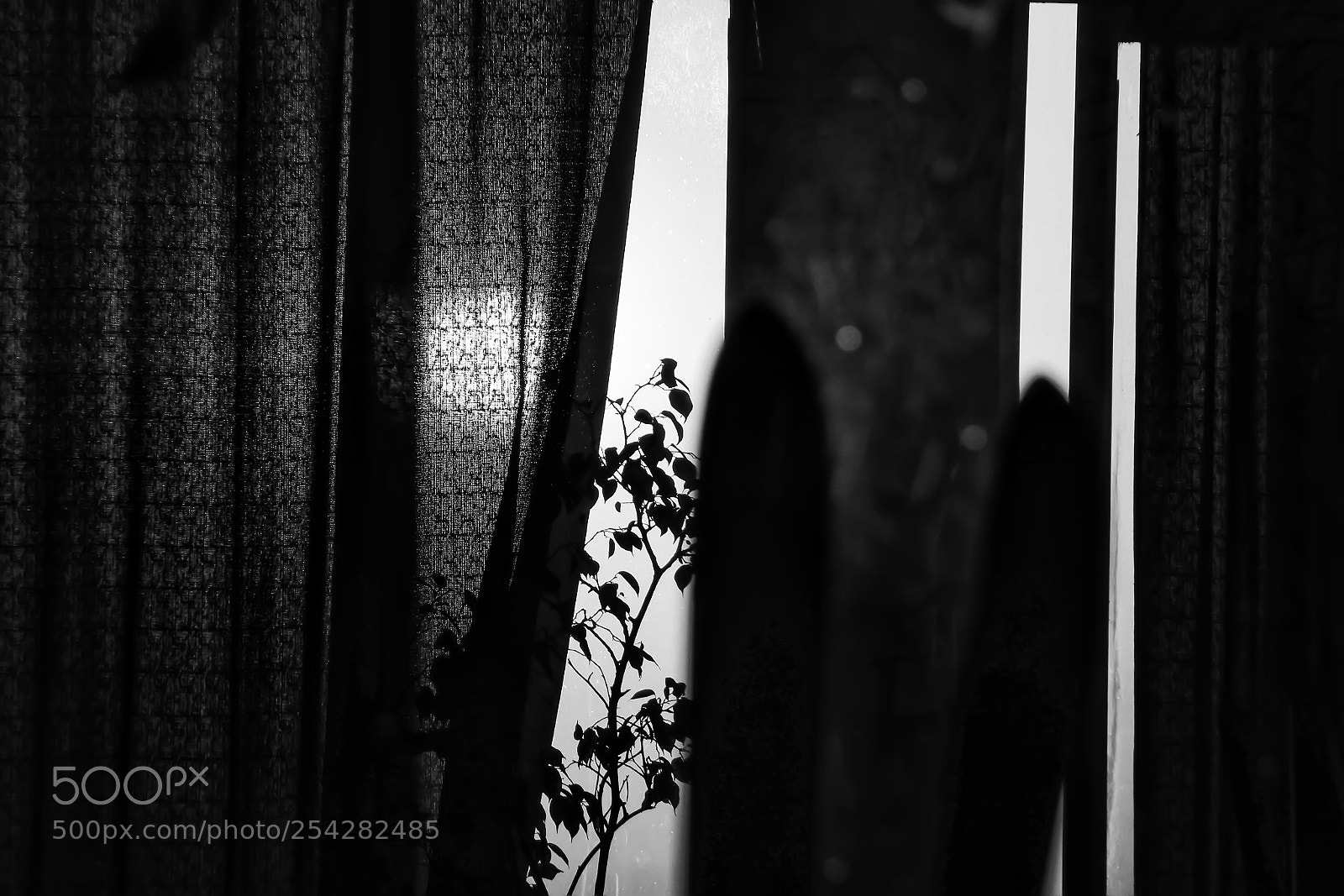 Canon EOS 80D sample photo. Black and white photography photography