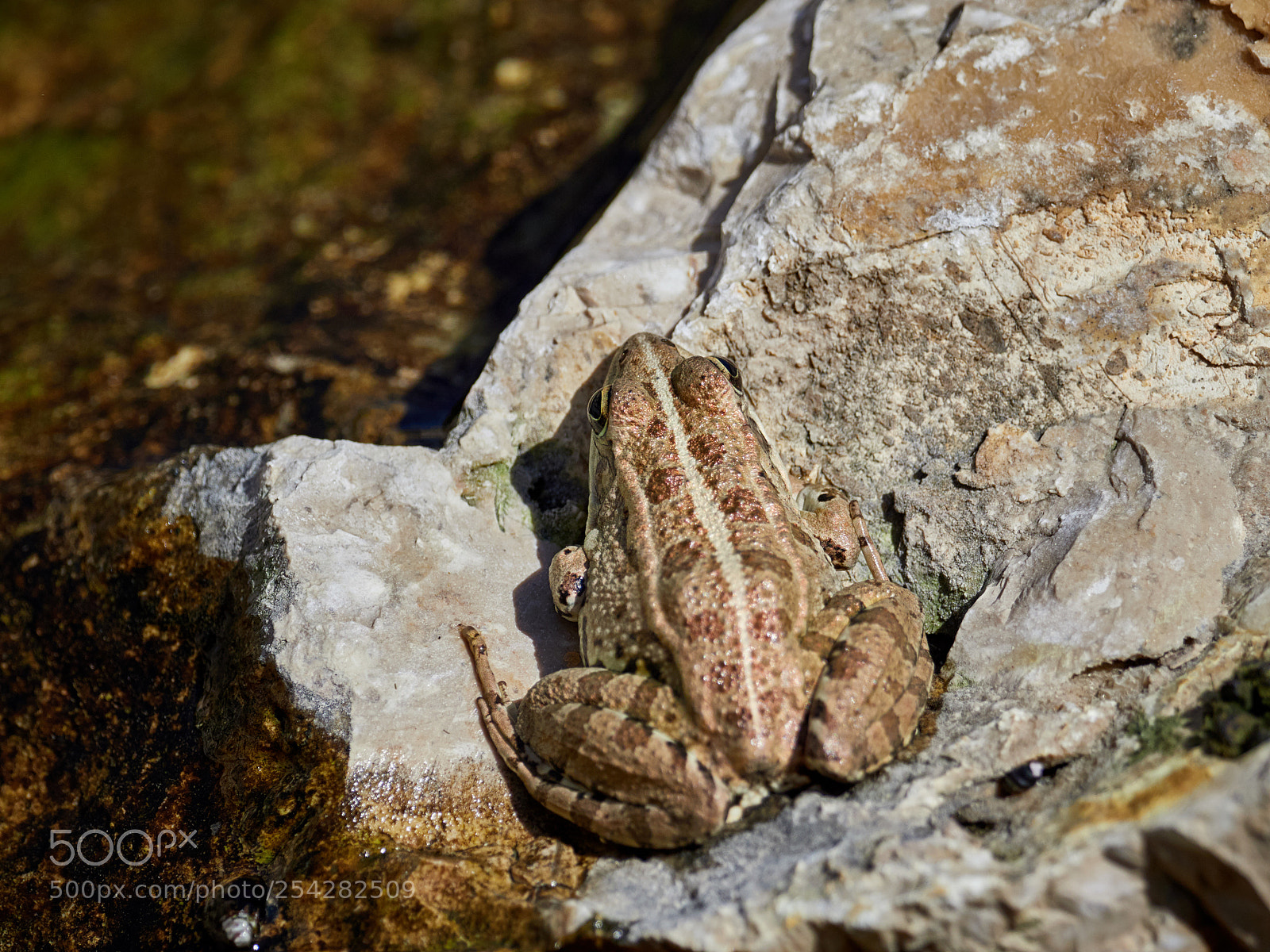 Olympus OM-D E-M1 Mark II sample photo. A frog on the photography