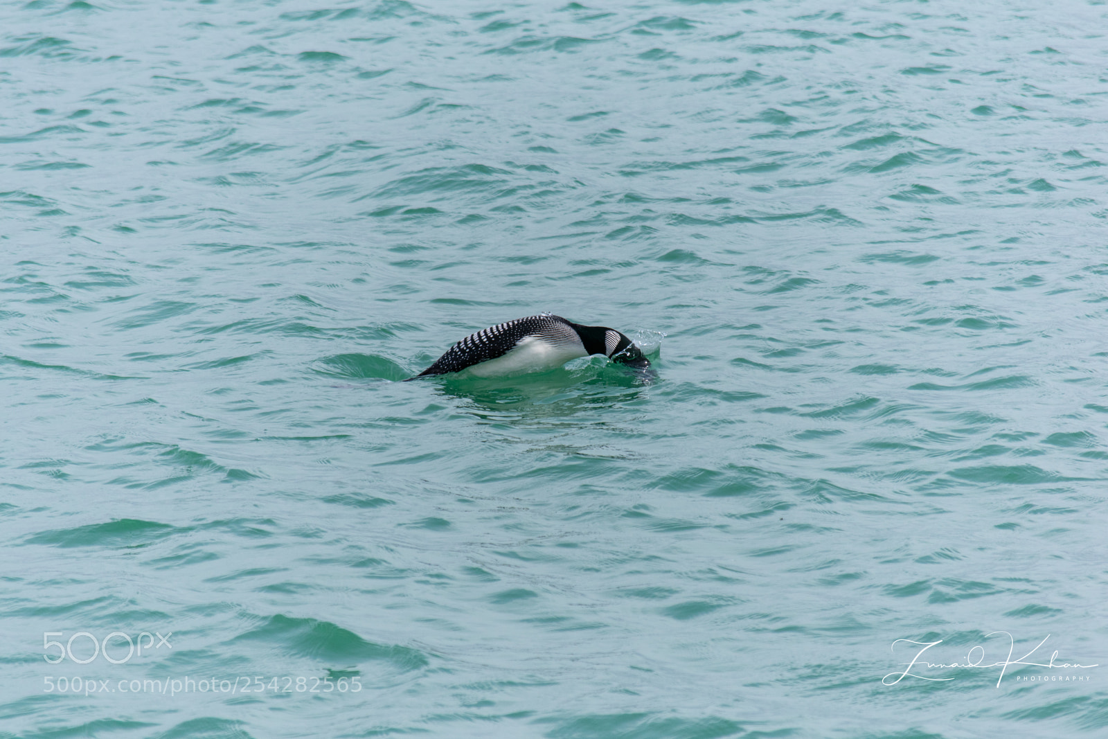 Nikon D3400 sample photo. Common loon diving photography