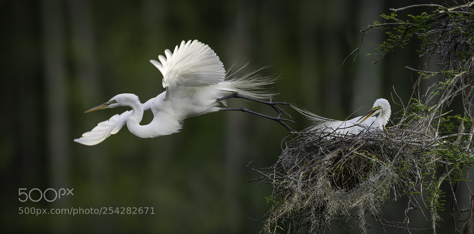Nikon D850 sample photo. Leaving the nest... photography