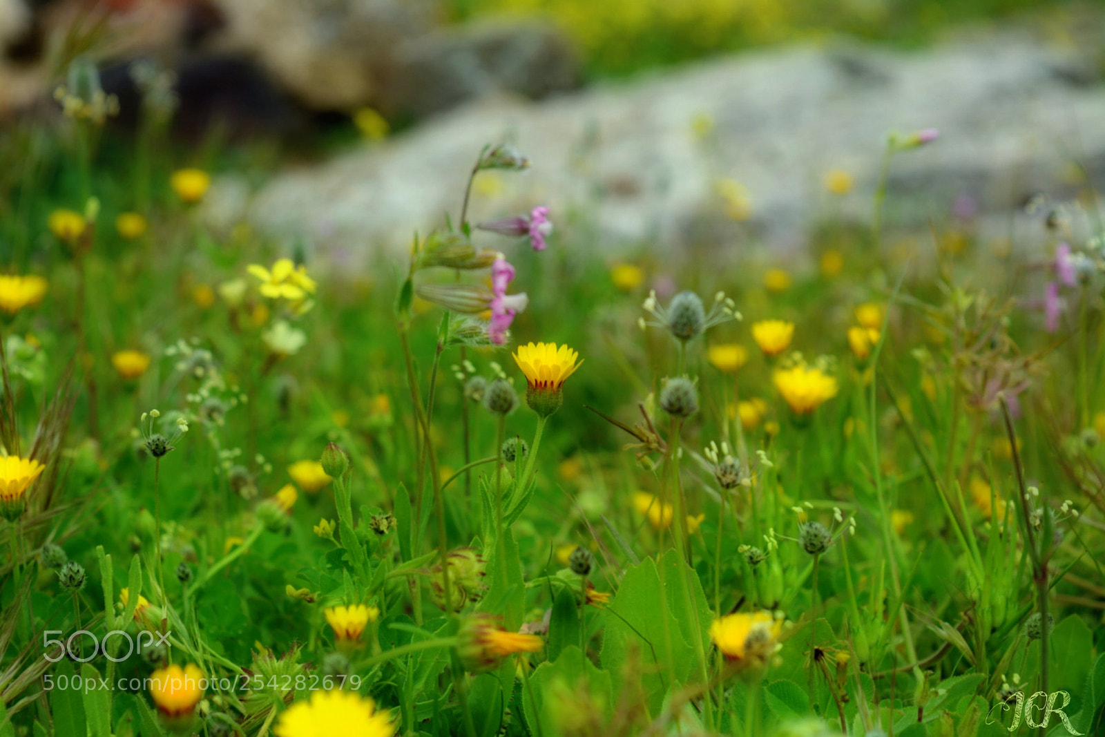 Nikon D5200 sample photo. Color photography