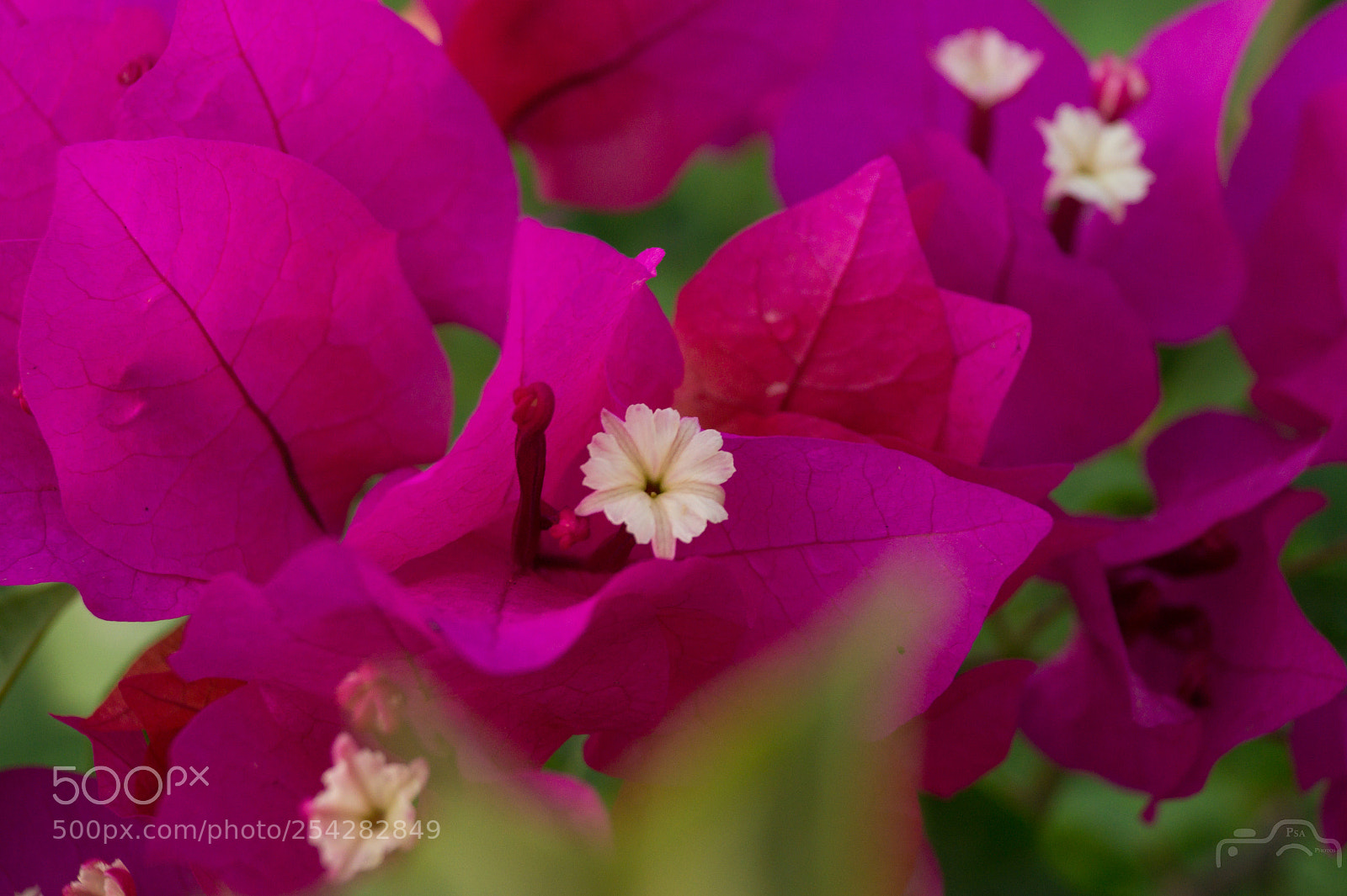 Sony SLT-A58 sample photo. Bougainvillea photography