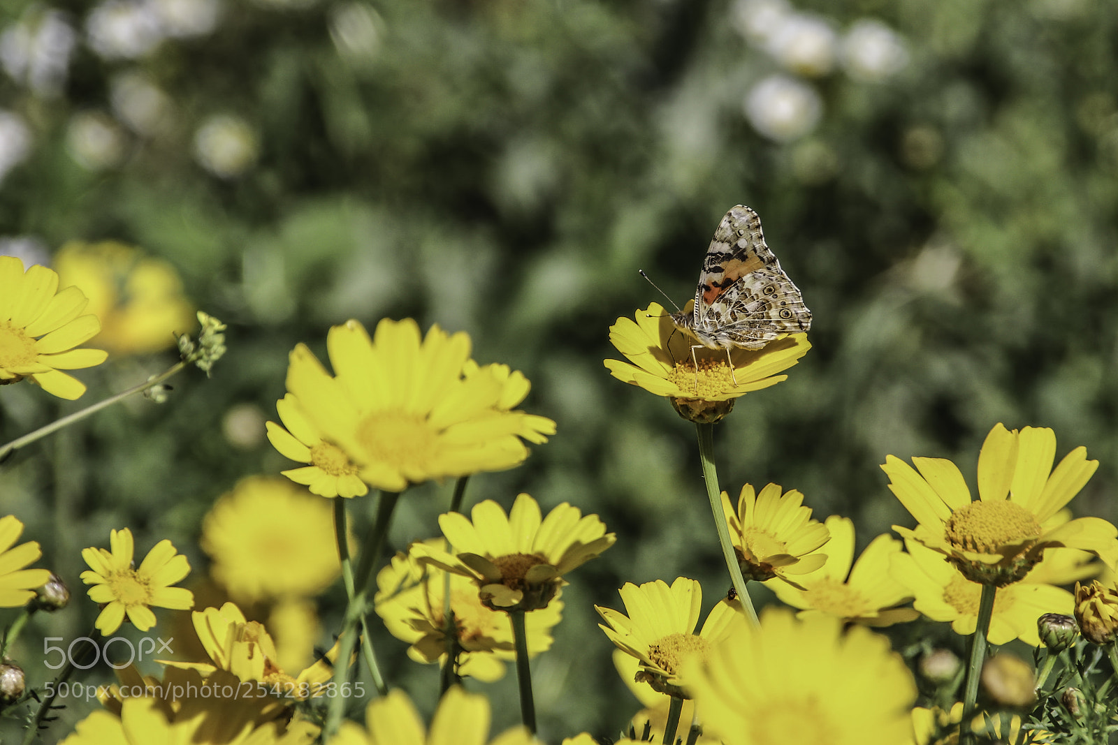 Canon EOS 80D sample photo. Distelfalter vanessa cardui butterfly photography