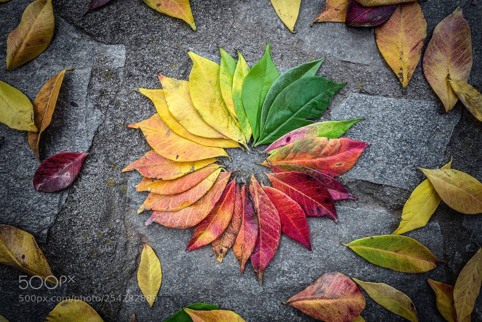 Nikon D600 sample photo. Color. photography