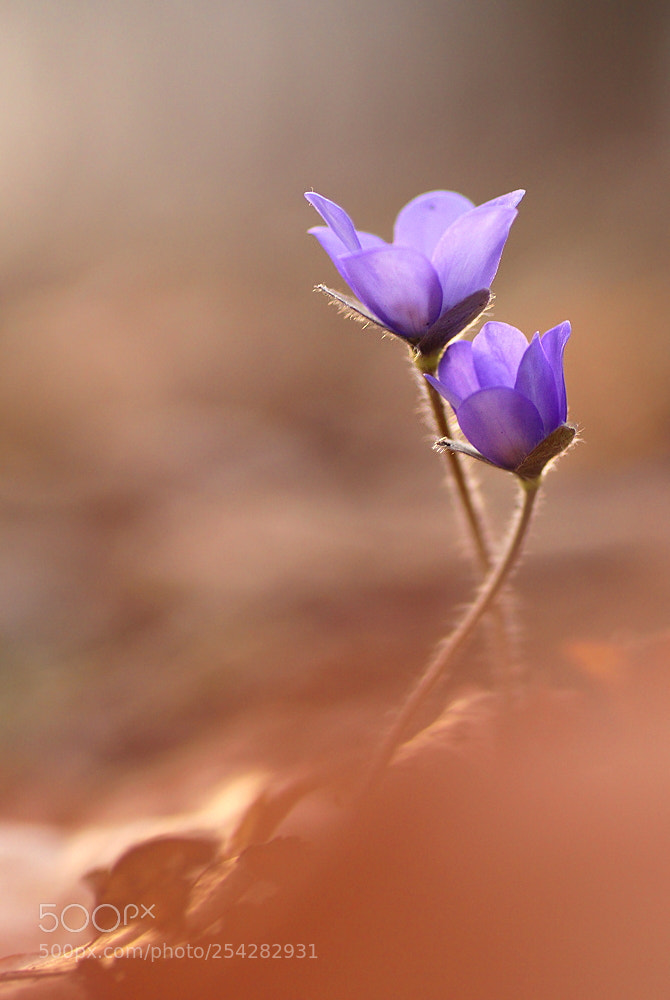 Canon EOS 700D (EOS Rebel T5i / EOS Kiss X7i) sample photo. Anschmiegsam photography