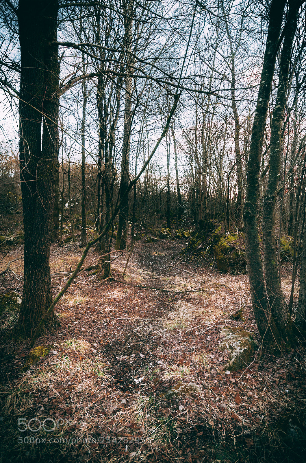 Pentax K-5 II sample photo. Path in the woods photography