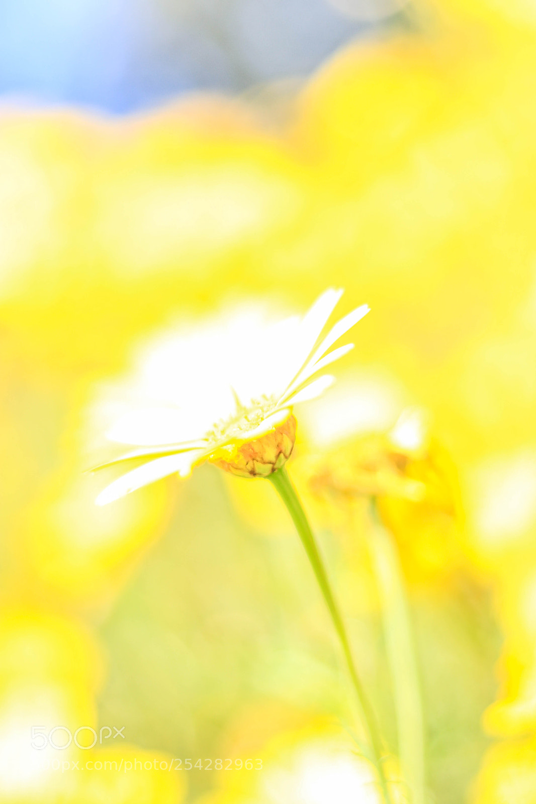 Canon EOS 80D sample photo. All yellow photography