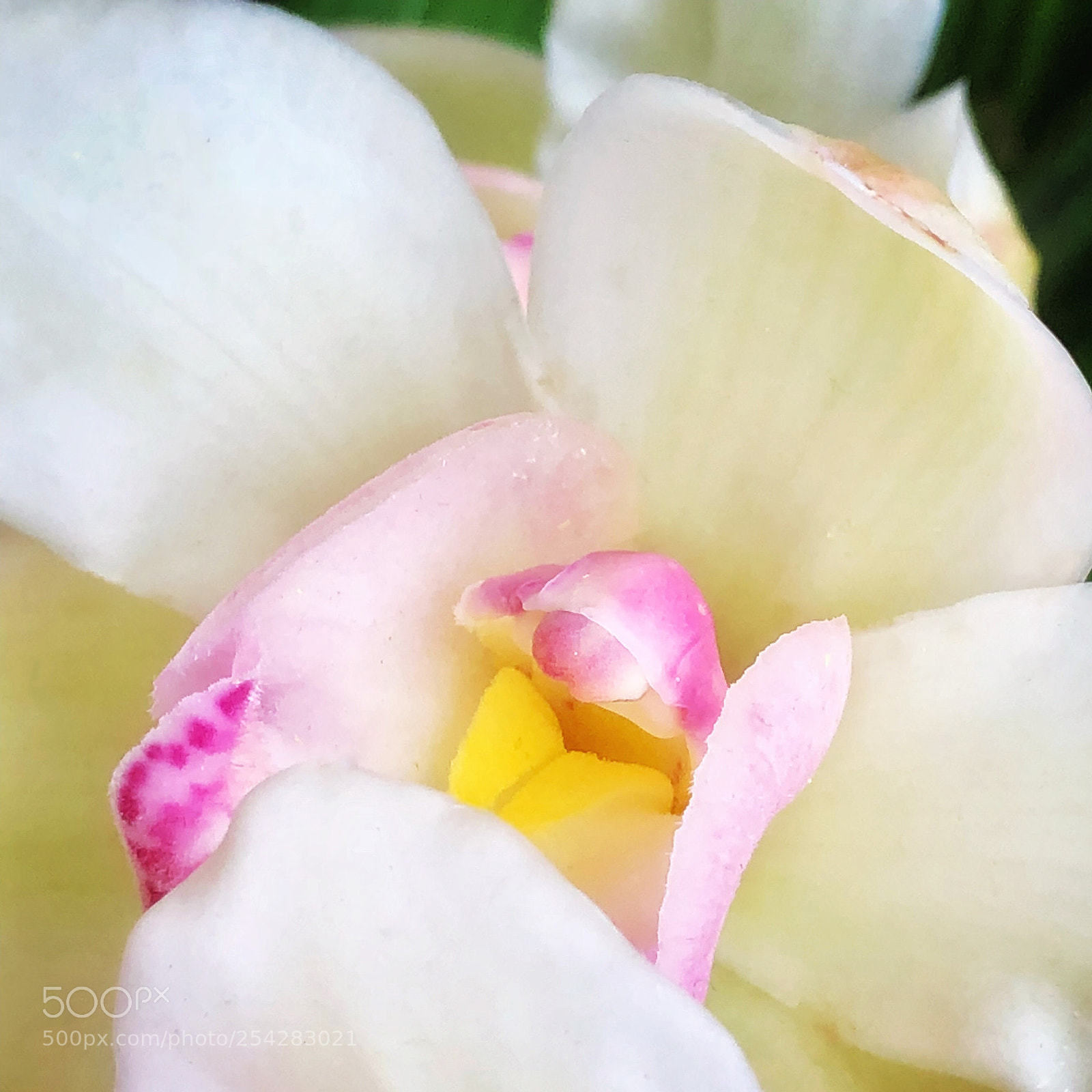 Apple iPhone X sample photo. Orchid, ny botanical garden photography