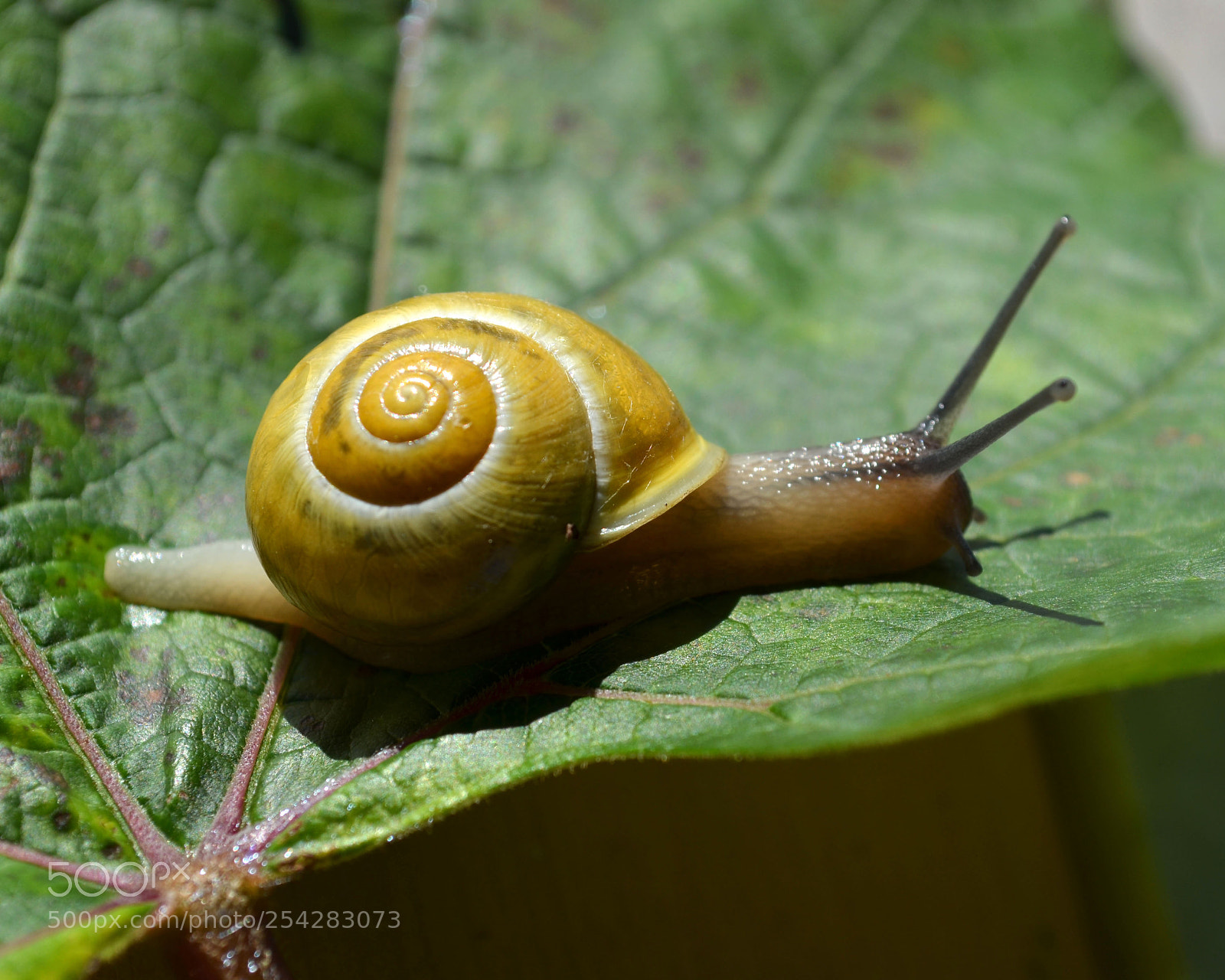 Nikon D5100 sample photo. Lentement mais s rement photography