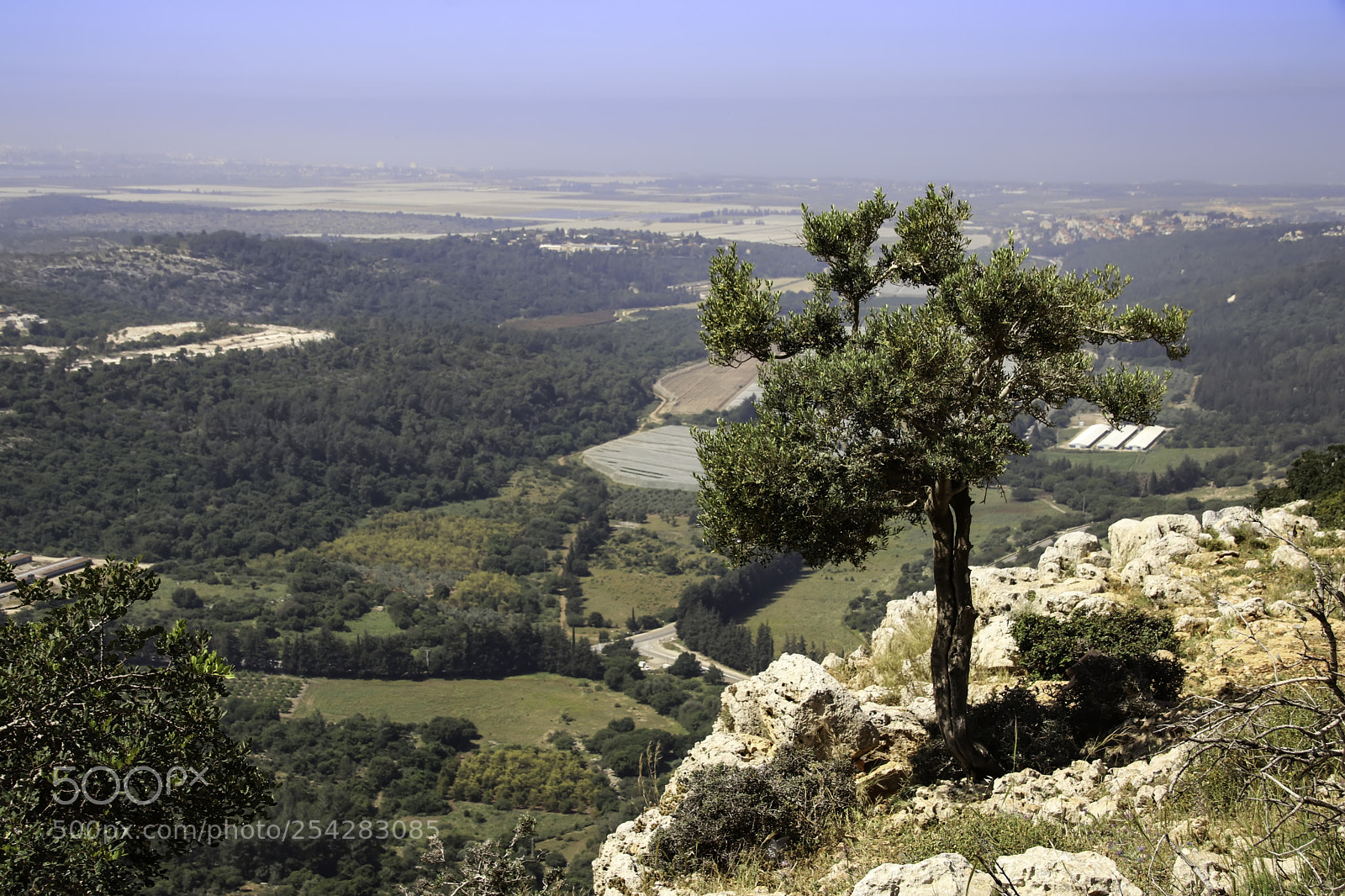 Canon EOS 80D sample photo. An olive tree growing photography