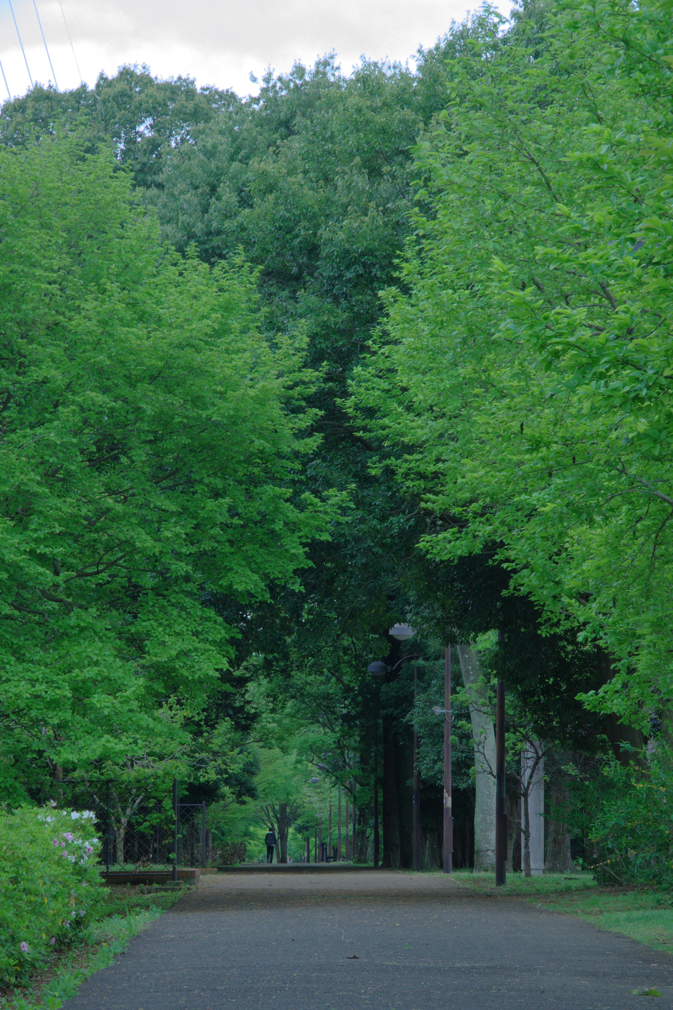 Pentax K-70 sample photo. The tree-lined avenue after the rain photography