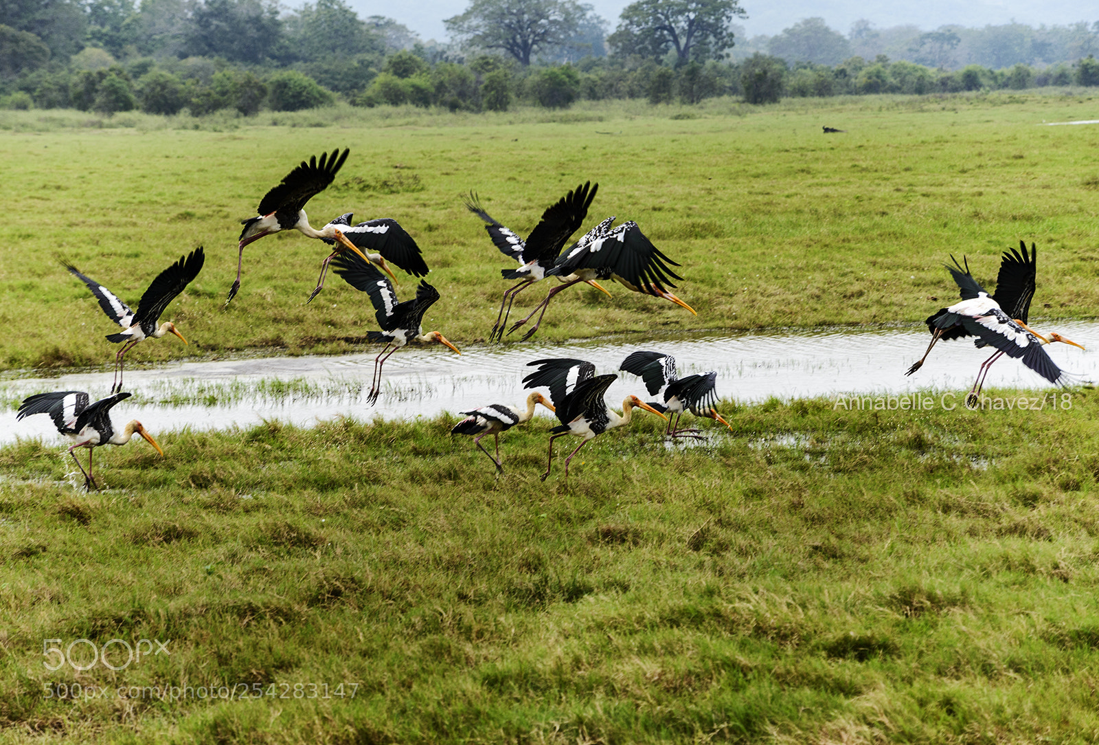 Nikon D610 sample photo. Safari in sri lanka photography