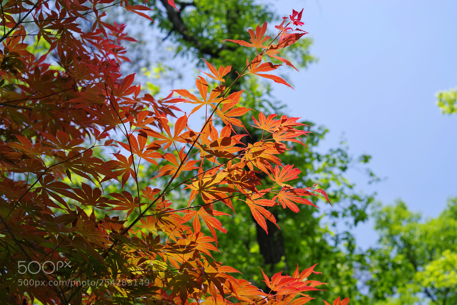 Pentax K-1 sample photo. Untitled photography