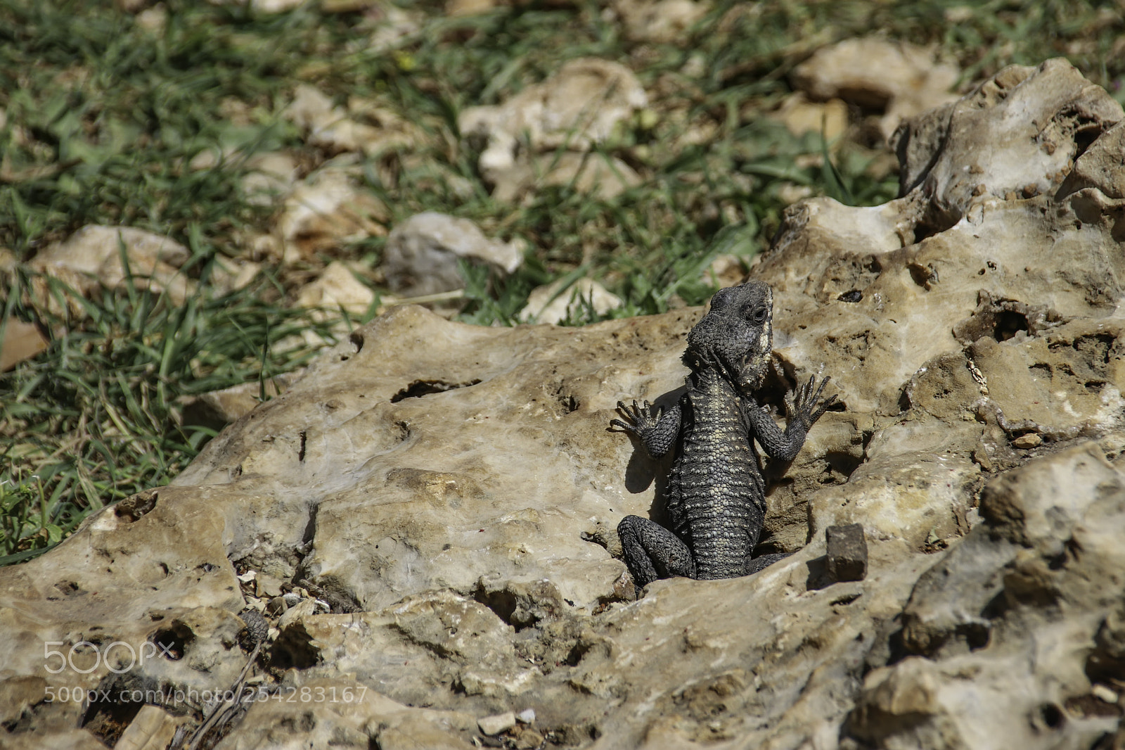 Canon EOS 80D sample photo. Black agama lizard basking photography