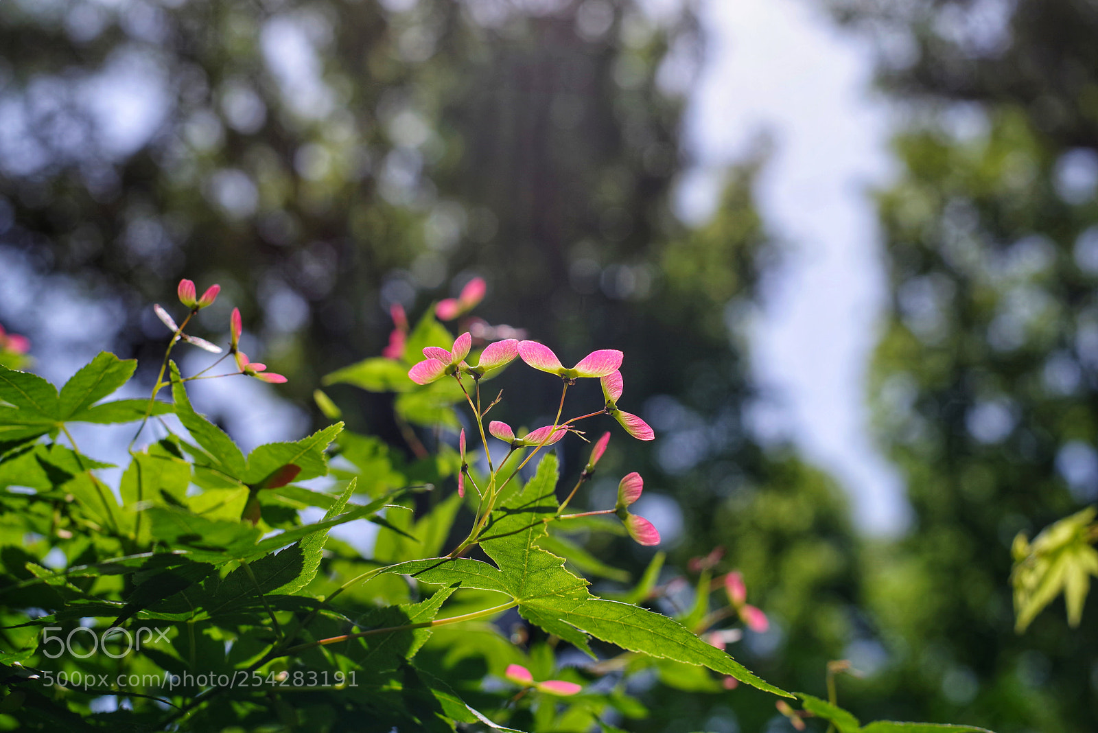 Pentax K-1 sample photo. Untitled photography