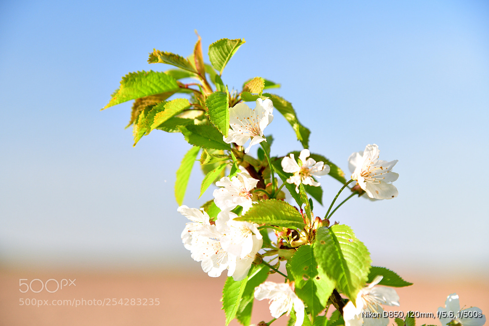 Nikon D850 sample photo. Flower  photography