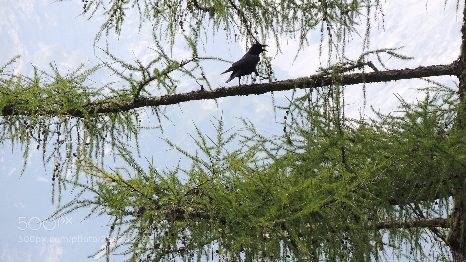 Nikon Coolpix P510 sample photo. Dancing crow photography